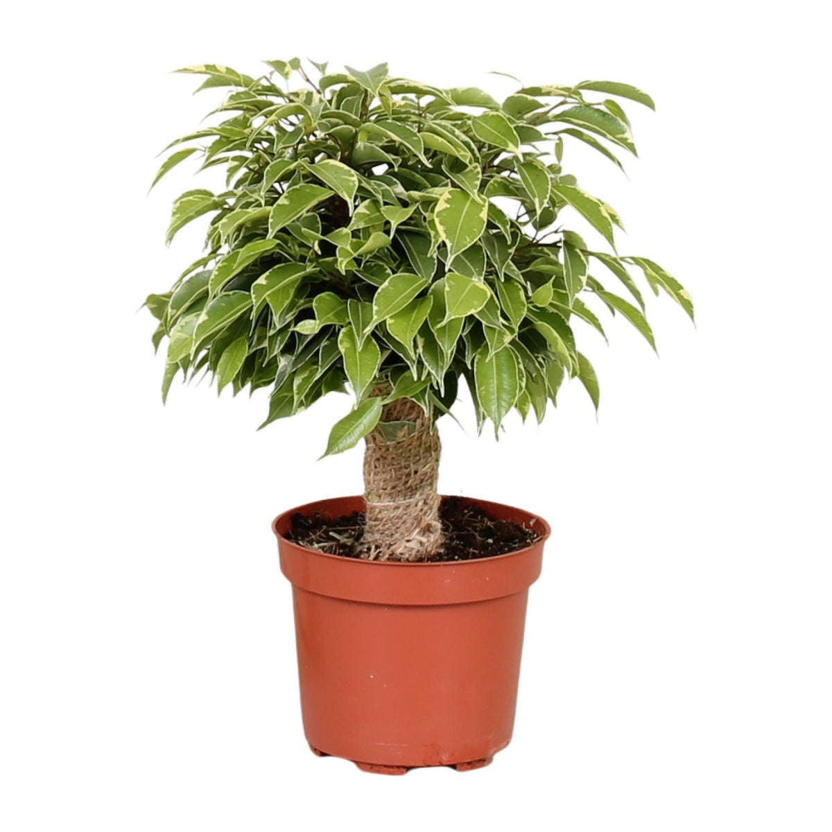 Ficus benjamina 'Kinky' – Figowiec płaczący – doniczka 12 cm, wysokość