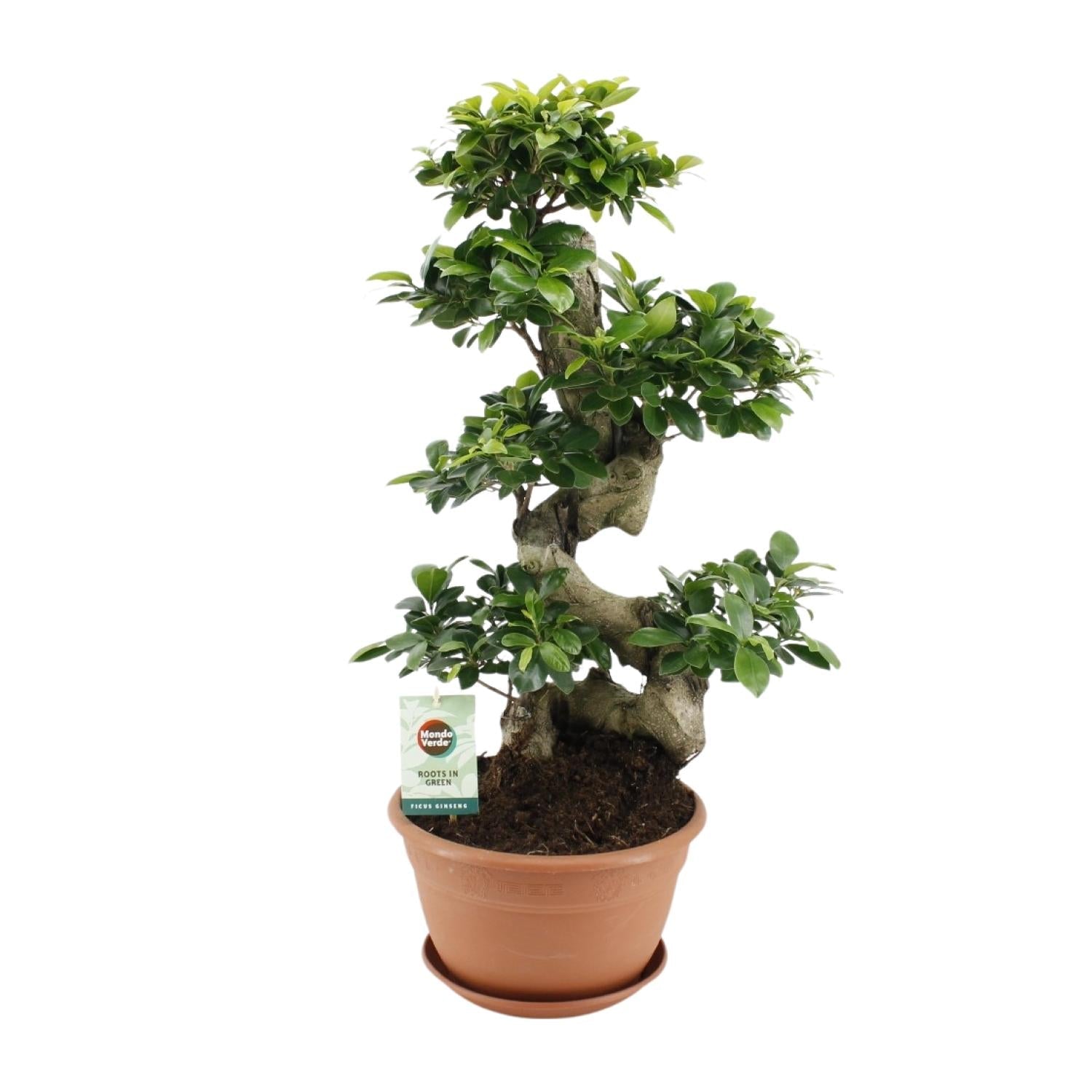 Ficus Ginseng – Bonsai - Feige, 40–70 cm - Green Guardia - Ihr Experte für Schädlinge und Pflanzen