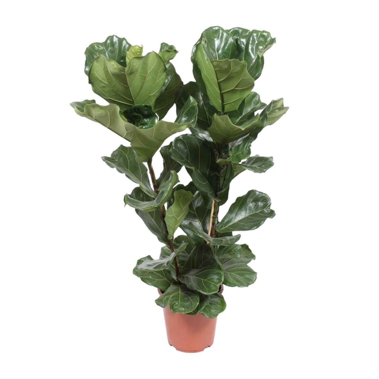 Ficus Lyrata – Geigenfeige - 30 - 130 cm - Green Guardia - Ihr Experte für Schädlinge und Pflanzen
