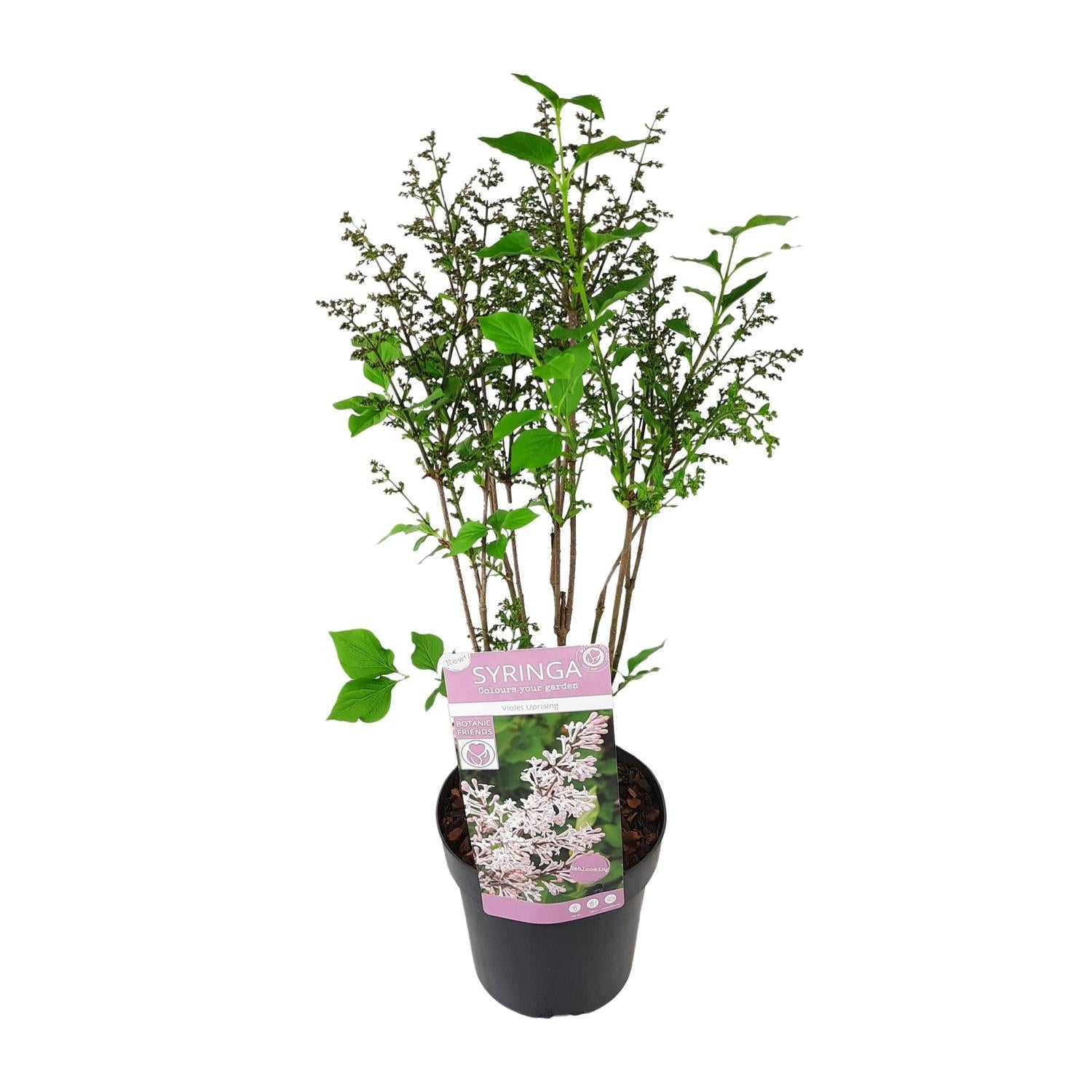 Flieder ‘Violet Uprising’ – buschiger Zierstrauch, 19 cm Topf, 35 cm hoch - Green Guardia - Ihr Experte für Schädlinge und Pflanzen