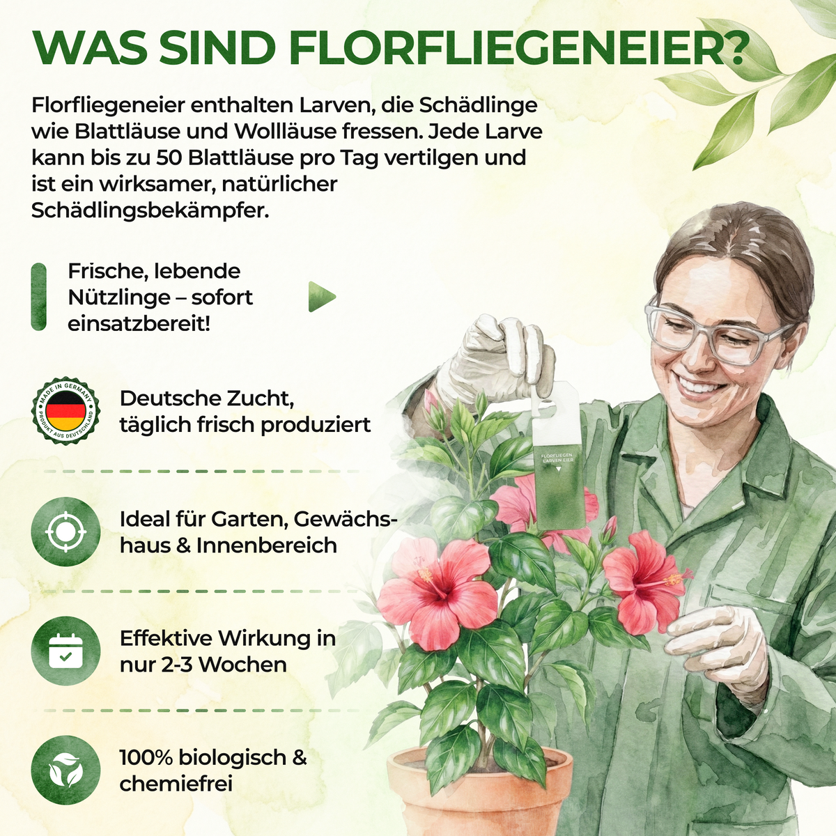 Florfliegeneier gegen Blattläuse, Thripse, Spinnmilben und Co.