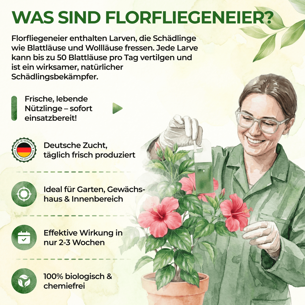 Florfliegeneier gegen Blattläuse, Thripse, Spinnmilben und Co. - Green Guardia - Ihr Experte für Schädlinge und Pflanzen