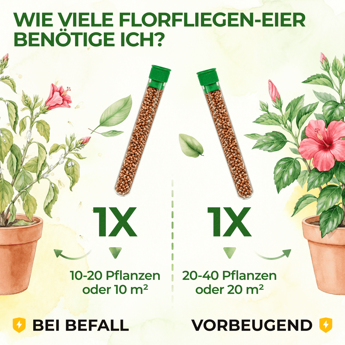 Florfliegeneier gegen Blattläuse, Thripse, Spinnmilben und Co. - Green Guardia - Ihr Experte für Schädlinge und Pflanzen