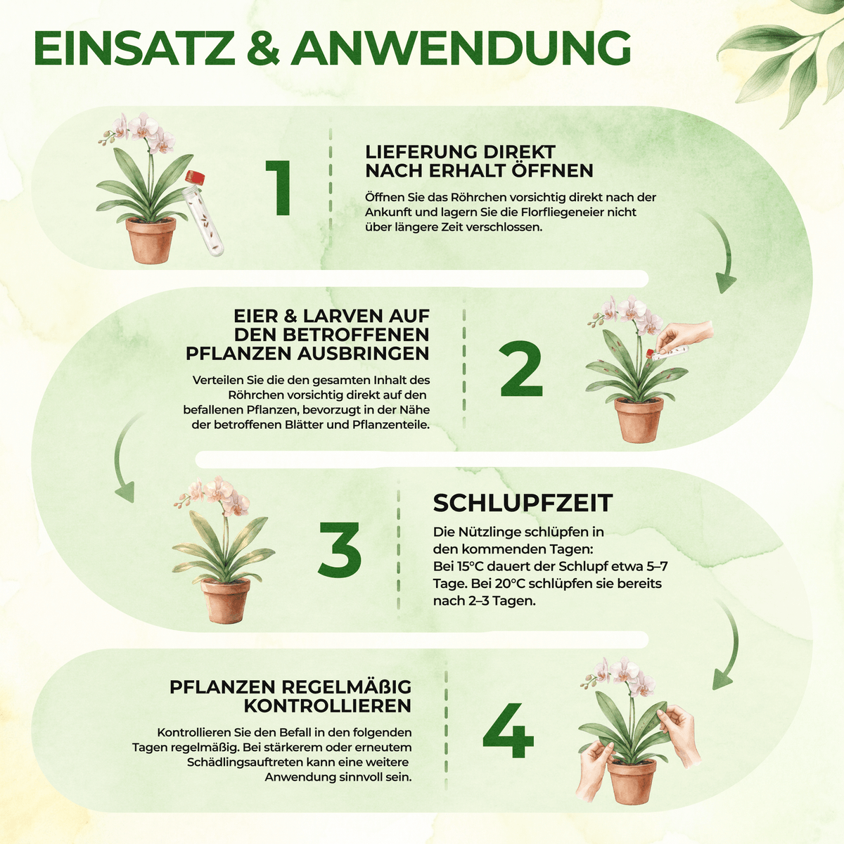 Florfliegeneier gegen Blattläuse, Thripse, Spinnmilben und Co. - Green Guardia - Ihr Experte für Schädlinge und Pflanzen