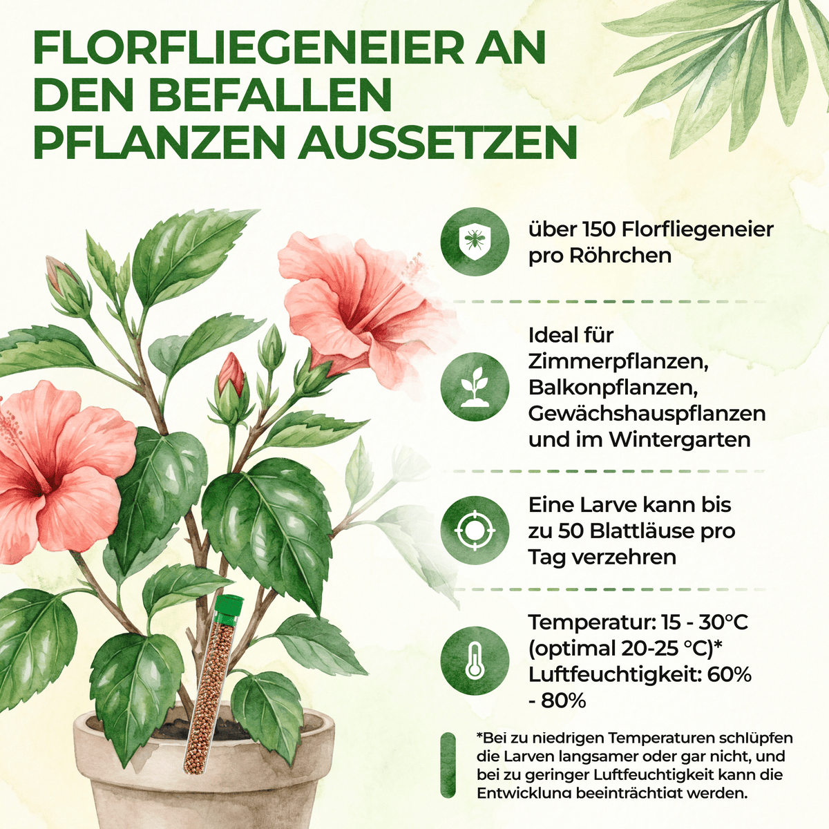 Florfliegeneier gegen Blattläuse, Thripse, Spinnmilben und Co. - Green Guardia - Ihr Experte für Schädlinge und Pflanzen