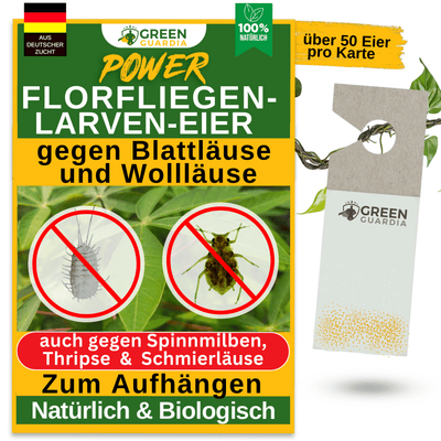 Florfliegenlarven - Eier gegen Blattläuse, Wollläuse zum Aufhängen - Green Guardia - Ihr Experte für Schädlinge und Pflanzen