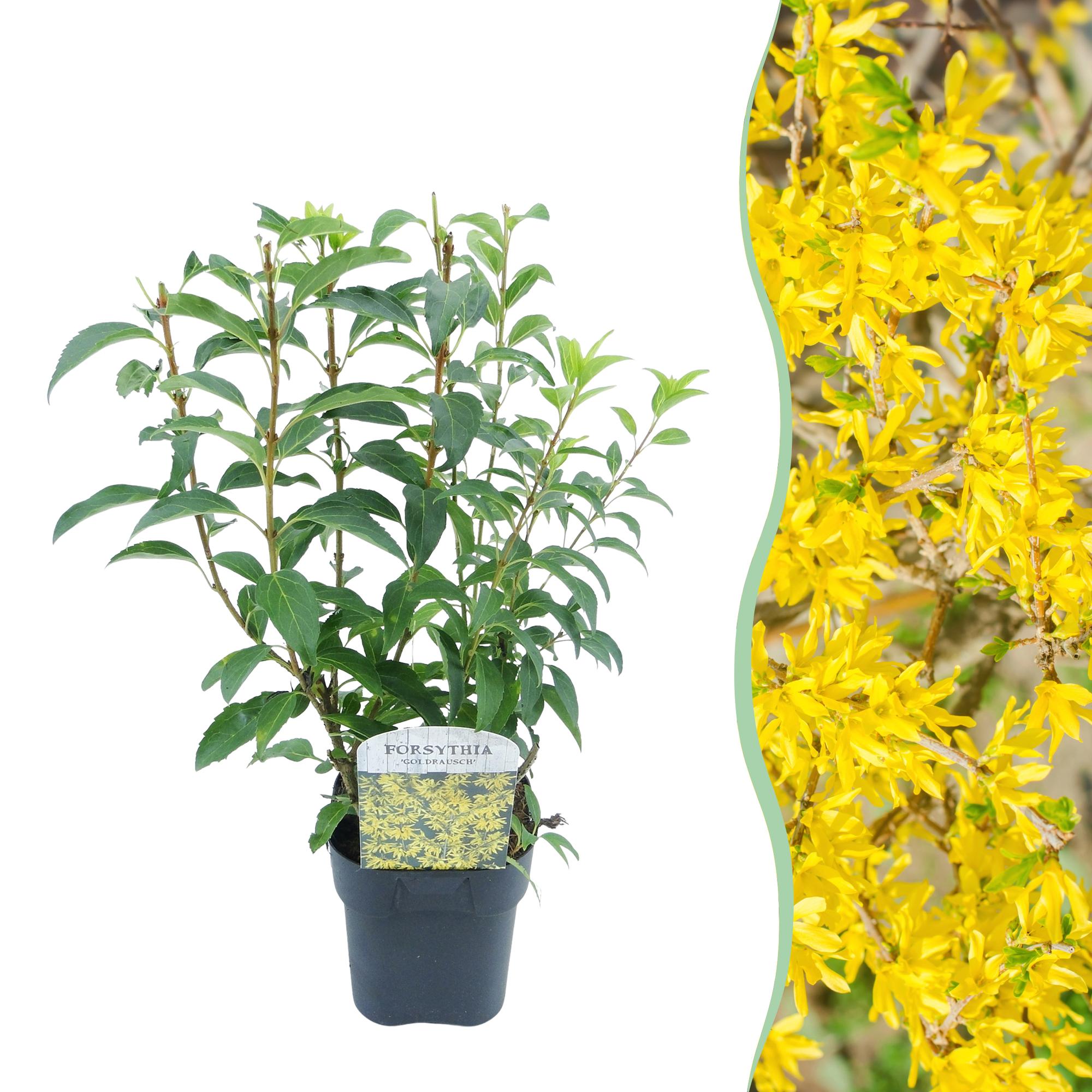 Forsythie ‘Goldrauch’ – gelbblühender Strauch, 1 Pflanze, 17 cm Topf, 45 cm hoch - Green Guardia - Ihr Experte für Schädlinge und Pflanzen