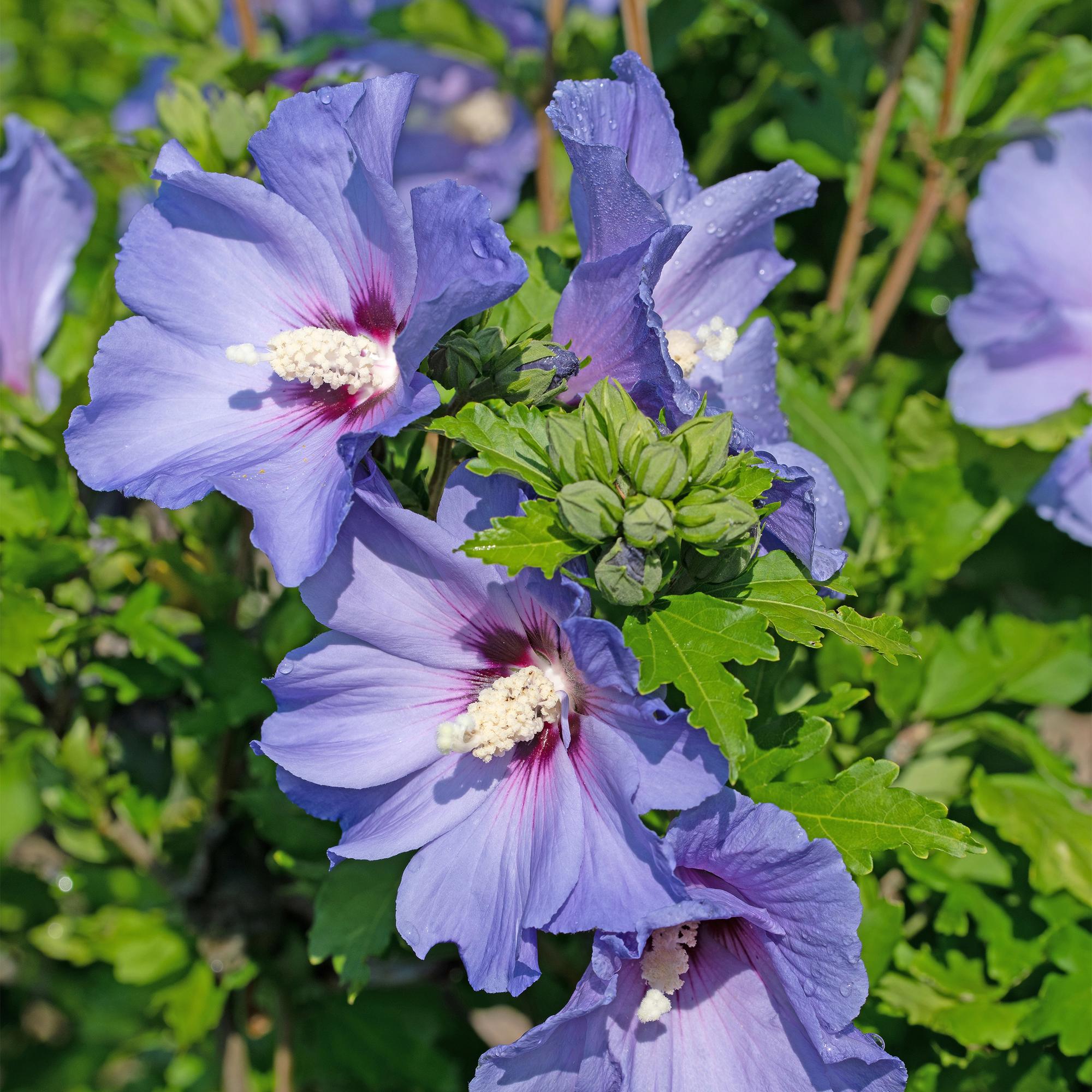 Gartenhibiskus ‘Oiseau Blue’ – blaue Blüten, 1 Pflanze, 17 cm Topf, 45 cm hoch - Green Guardia - Ihr Experte für Schädlinge und Pflanzen