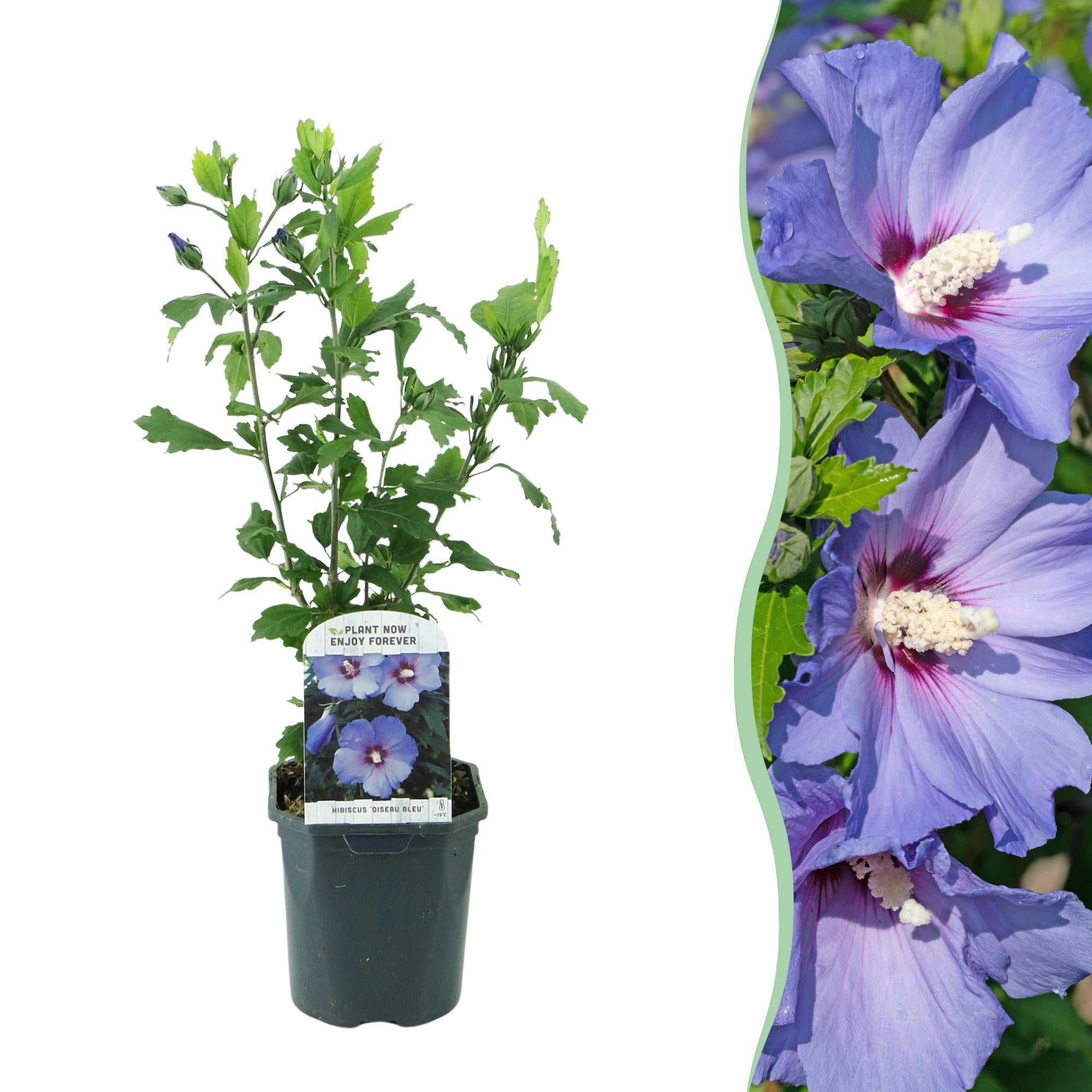 Gartenhibiskus ‘Oiseau Blue’ – blaue Blüten, 1 Pflanze, 17 cm Topf, 45 cm hoch - Green Guardia - Ihr Experte für Schädlinge und Pflanzen