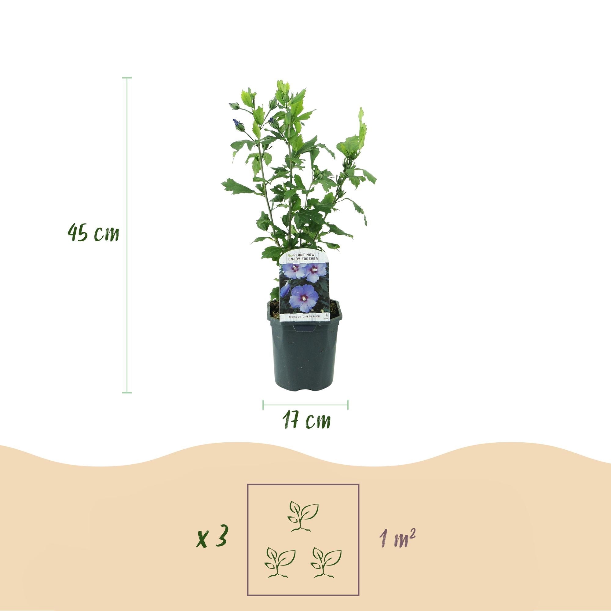 Gartenhibiskus ‘Oiseau Blue’ – blaue Blüten, 1 Pflanze, 17 cm Topf, 45 cm hoch - Green Guardia - Ihr Experte für Schädlinge und Pflanzen