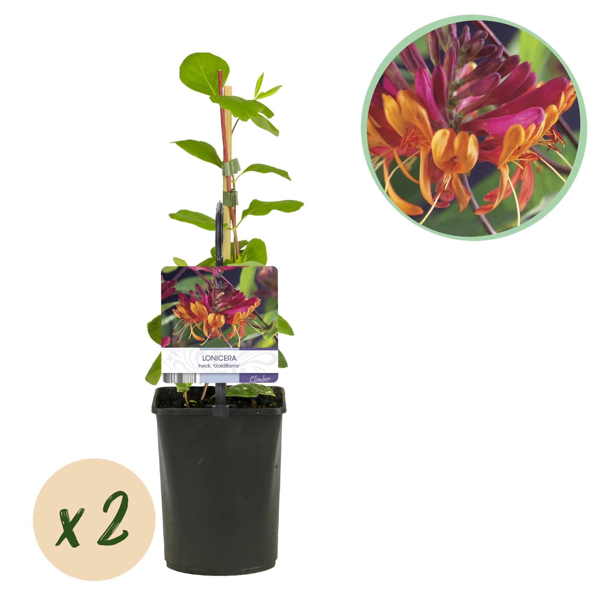 Geißblatt ‘Goldflame’ – kletternde Sorte mit rosa - gelben Blüten, 2 Pflanzen, 11 - cm - Topf, 40 cm Höhe - Green Guardia - Ihr Experte für Schädlinge und Pflanzen