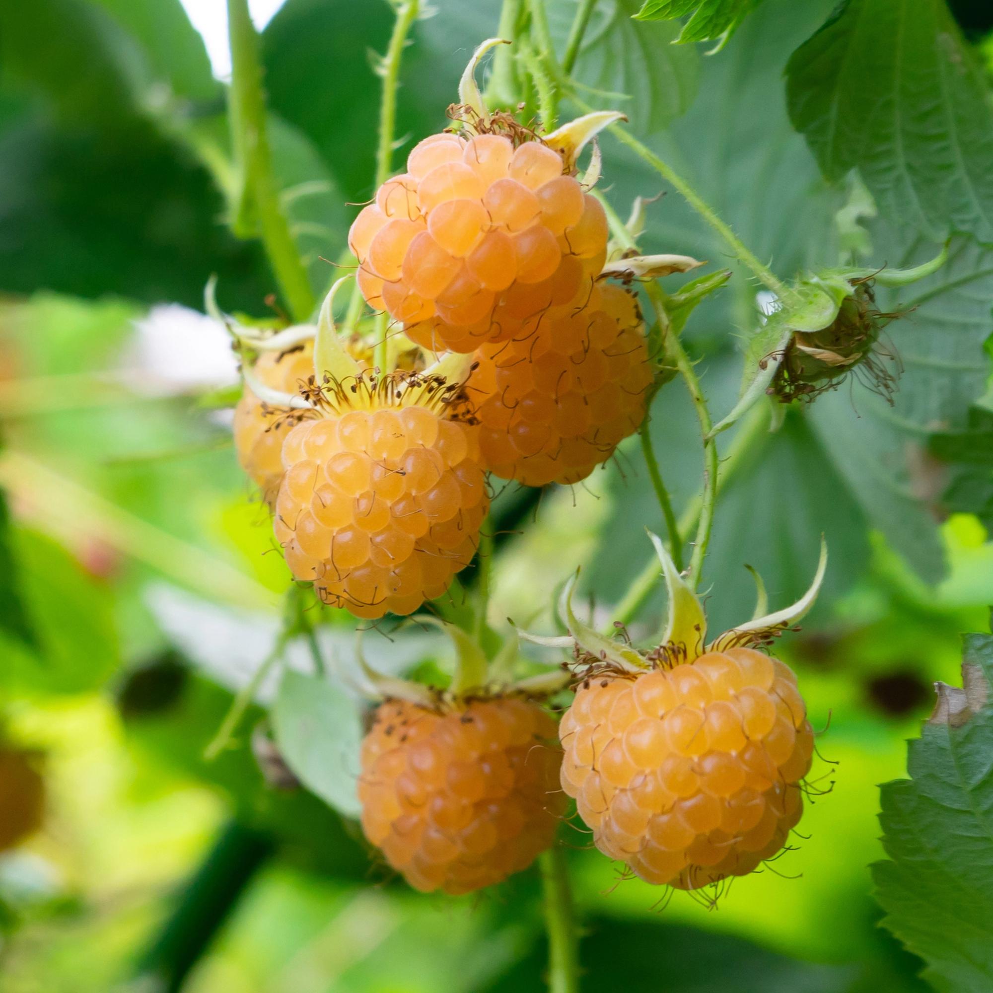 Gelbe Himbeere „Fallgold“ (Rubus idaeus) – 2 Pflanzen im 11 cm Topf, ca. 40 cm - Green Guardia - Ihr Experte für Schädlinge und Pflanzen