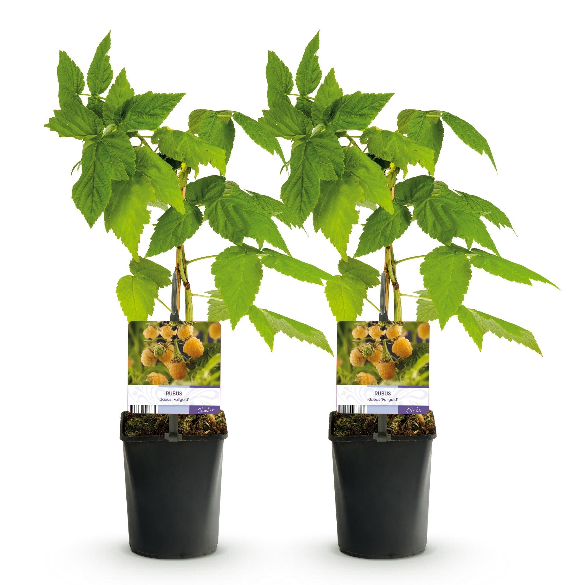 Gelbe Himbeere „Fallgold“ (Rubus idaeus) – 2 Pflanzen im 11 cm Topf, ca. 40 cm - Green Guardia - Ihr Experte für Schädlinge und Pflanzen
