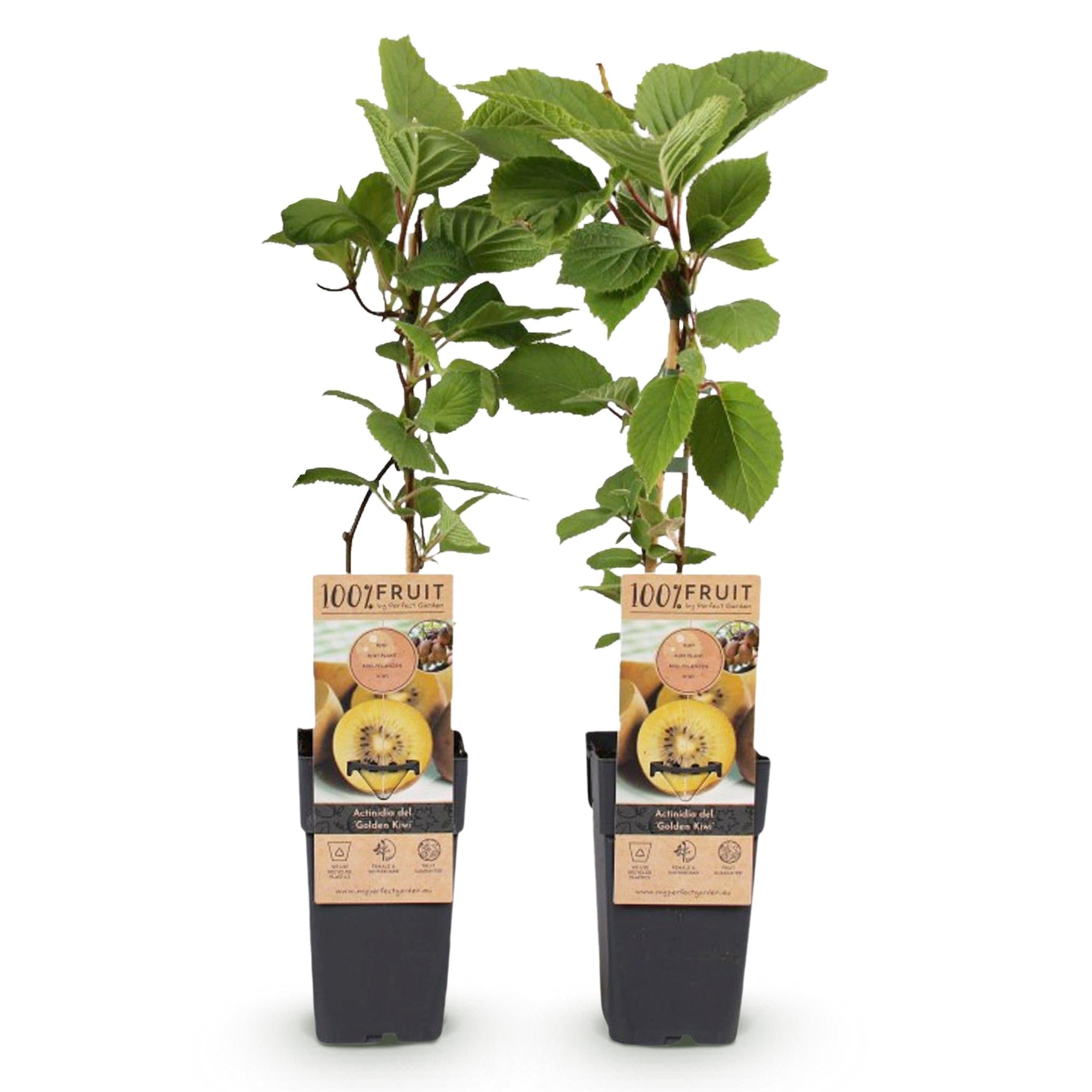 Gelbe Kiwi „Golden Kiwi“ (Actinidia deliciosa), 2 Pflanzen, 50 cm hoch - Green Guardia - Ihr Experte für Schädlinge und Pflanzen