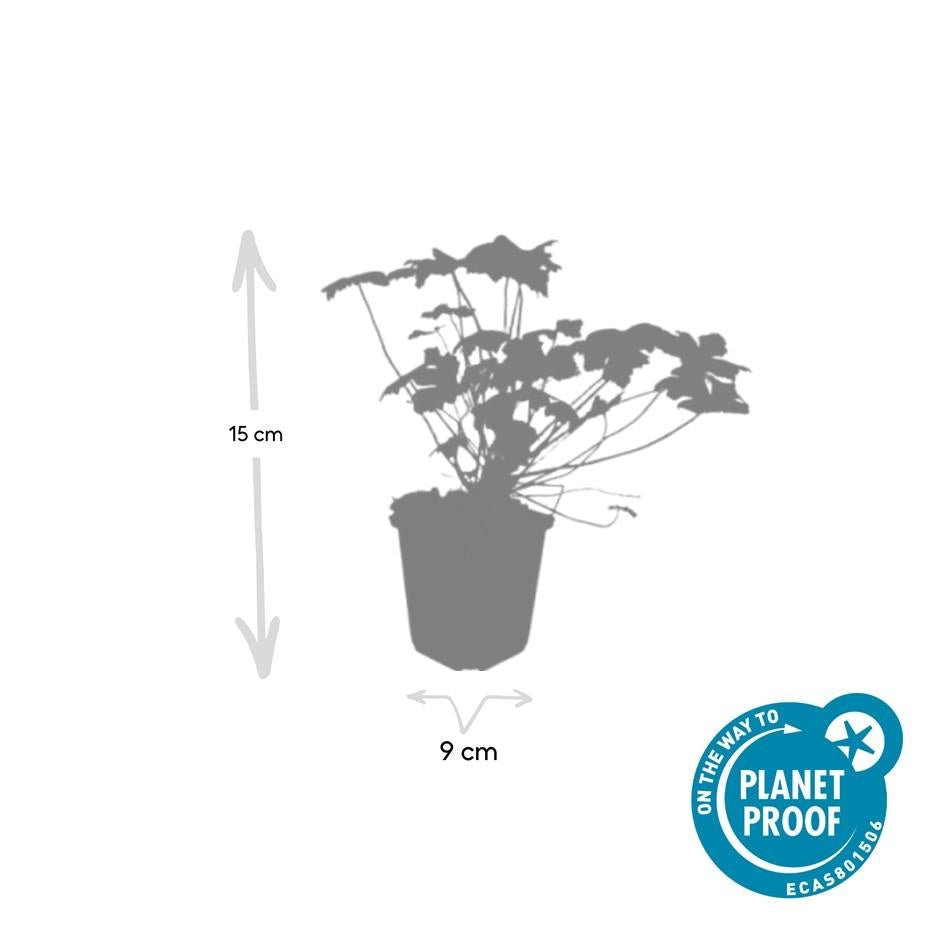 Geranium ‘Czakor’ – robuster Bodendecker, 9 cm Topf, 10–25 cm hoch - Green Guardia - Ihr Experte für Schädlinge und Pflanzen