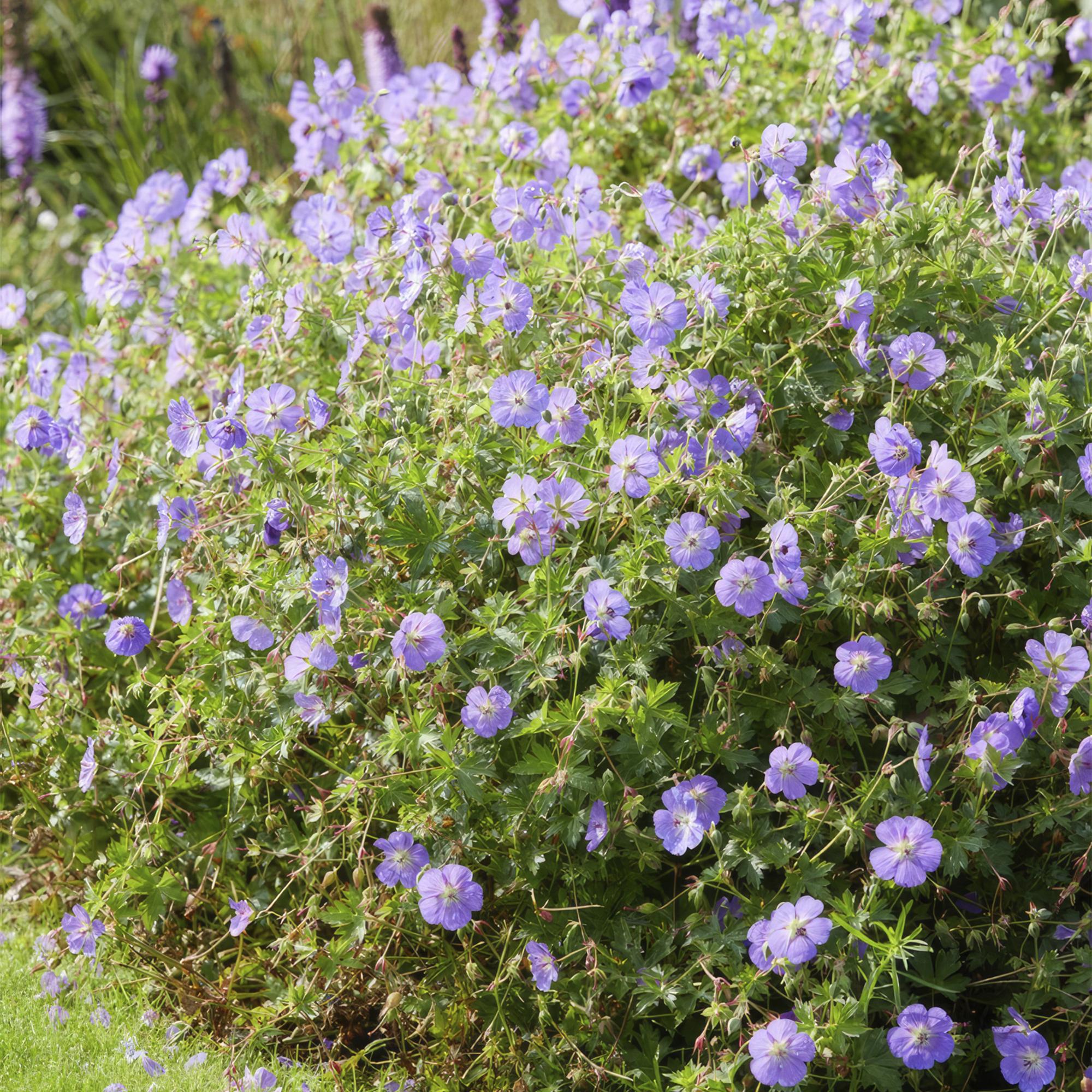 Geranium ‘Rozanne’ – langlebiger Storchschnabel, 10–25 cm hoch - Green Guardia - Ihr Experte für Schädlinge und Pflanzen