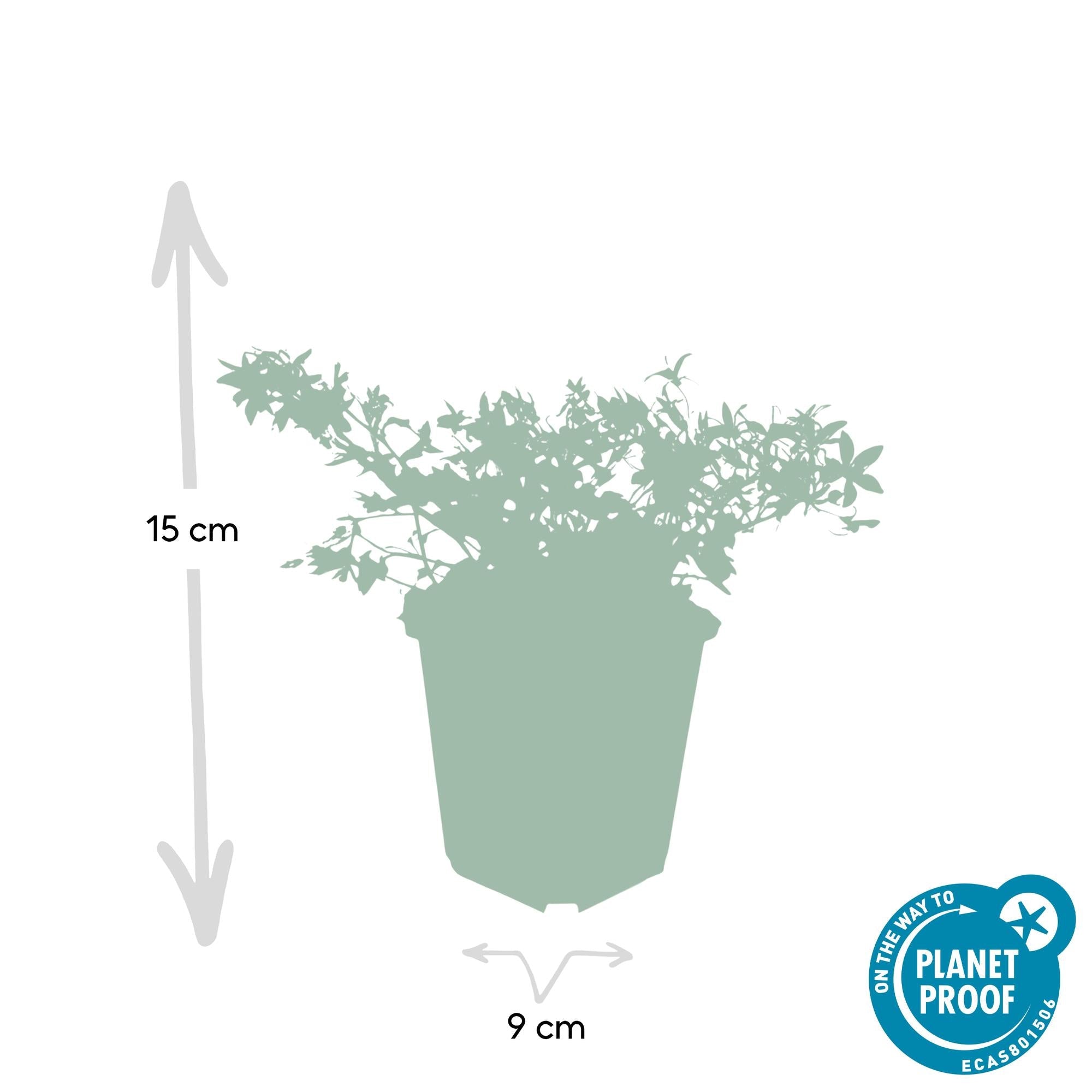 Glockenblume ‘Stella’ – kompakt wachsend, Ø9 cm, 10–25 cm hoch - Green Guardia - Ihr Experte für Schädlinge und Pflanzen