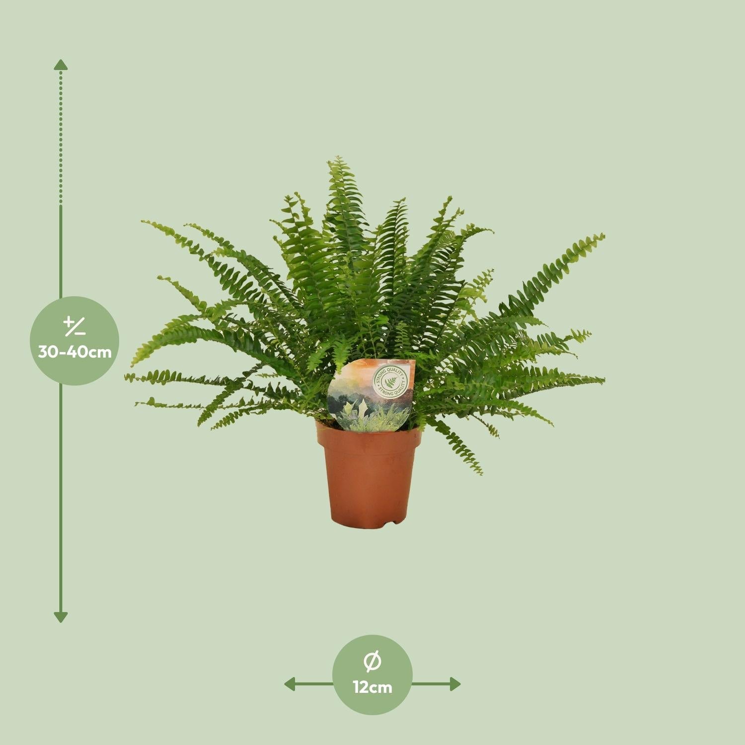 Grüner Farn „Green Lady“ (Nephrolepis) – 30–80 cm - Green Guardia - Ihr Experte für Schädlinge und Pflanzen