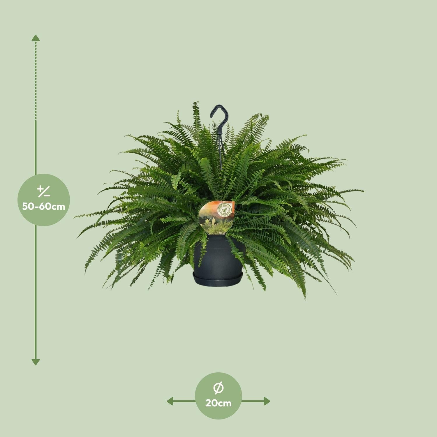Grüner Farn „Green Lady“ (Nephrolepis) – 30–80 cm - Green Guardia - Ihr Experte für Schädlinge und Pflanzen