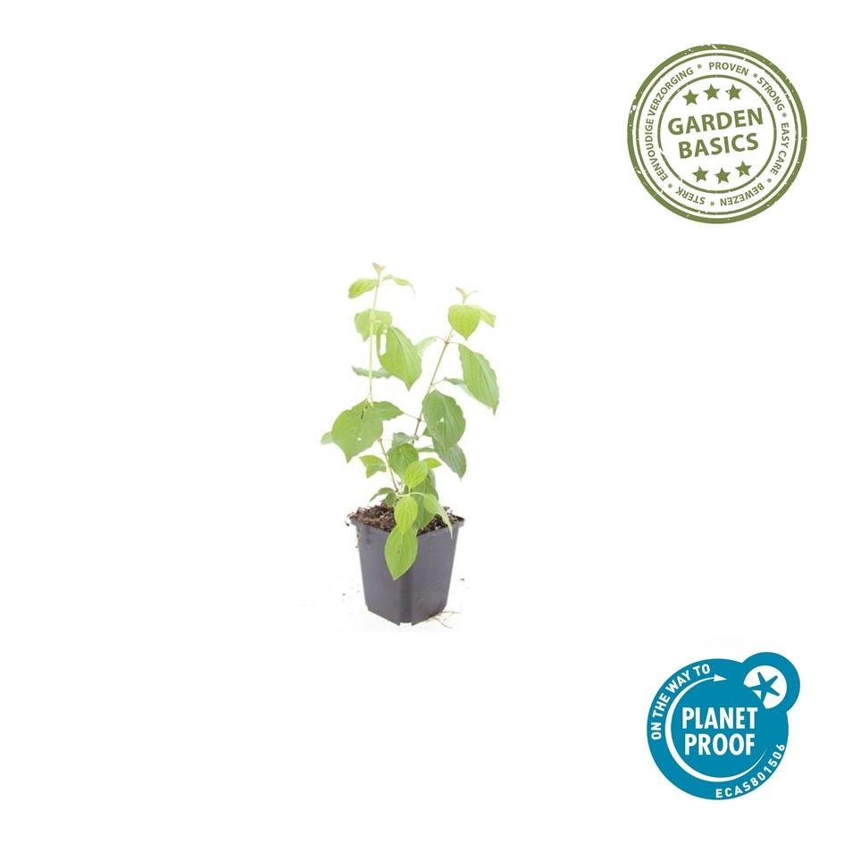 Hartriegel ‘Midwinter Fire’ – farbintensiver Zierstrauch, 9 cm Topf, 10–25 cm hoch - Green Guardia - Ihr Experte für Schädlinge und Pflanzen