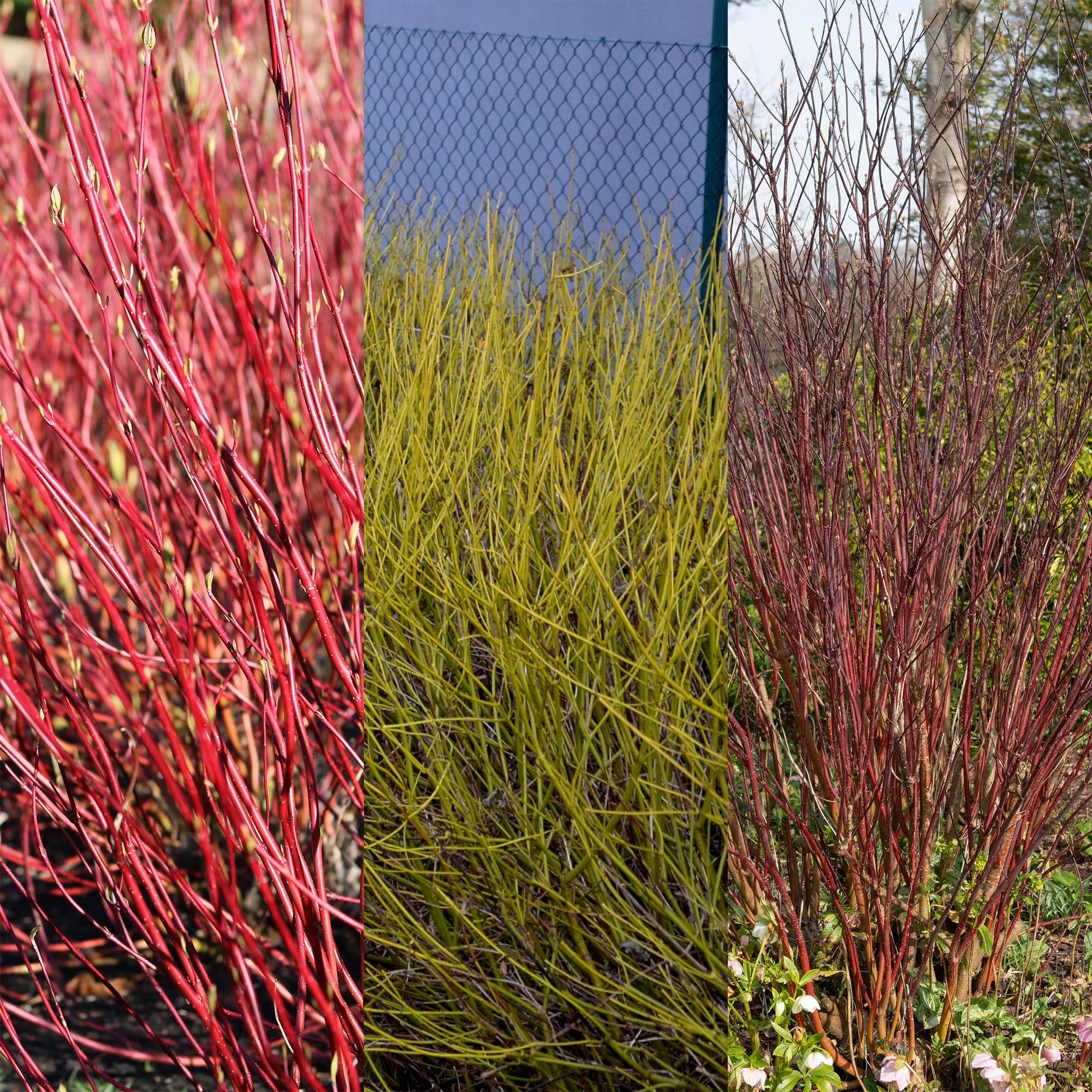 Hartriegel ‘Tricolour’ (Cornus alba) – 3 Pflanzen, laubabwerfend, 17 - cm - Topf, 45 cm Höhe - Green Guardia - Ihr Experte für Schädlinge und Pflanzen