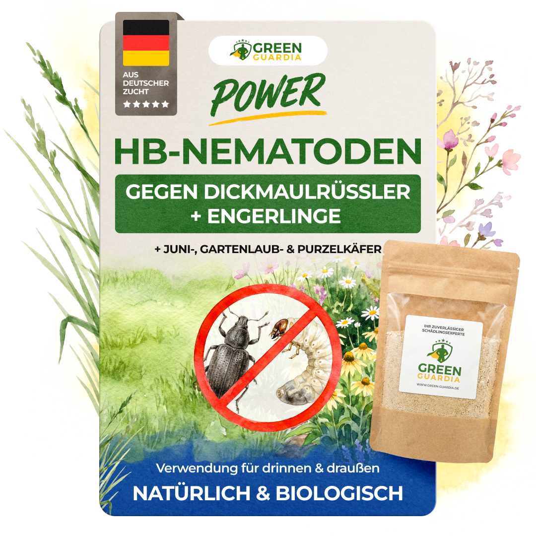 HB nematodes against vine weevils and grubs