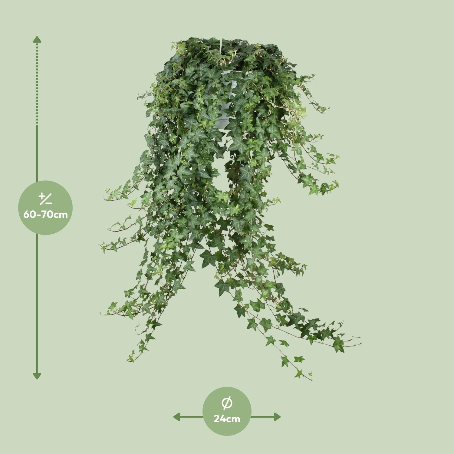 Hedera helix ‘Pitsburg’ – Efeu – Hängepflanze XXL – 17 - 24 cm Topf - Green Guardia - Ihr Experte für Schädlinge und Pflanzen
