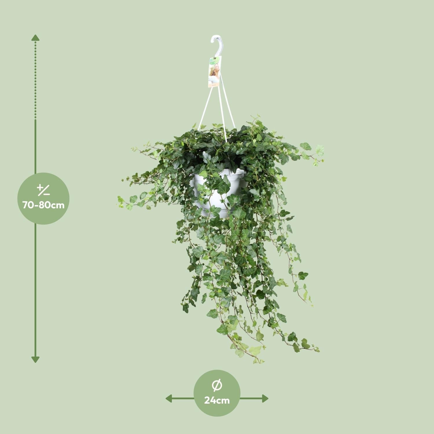 hedera wonder Hedera 'Wonder Green' – Efeu
