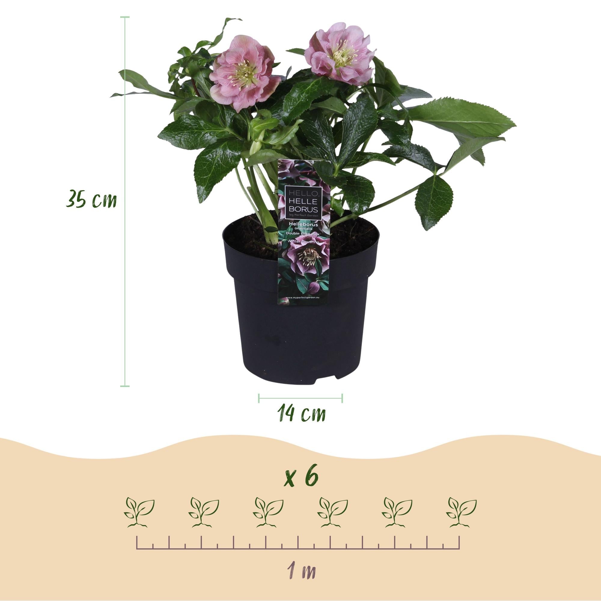 Helleborus orientalis ‘Double Tricolour’ – immergrün & pflegeleicht – 3 Pflanzen – rosa - rot - weiße Blüte – 14 cm Topf, ca. 35 cm hoch - Green Guardia - Ihr Experte für Schädlinge und Pflanzen