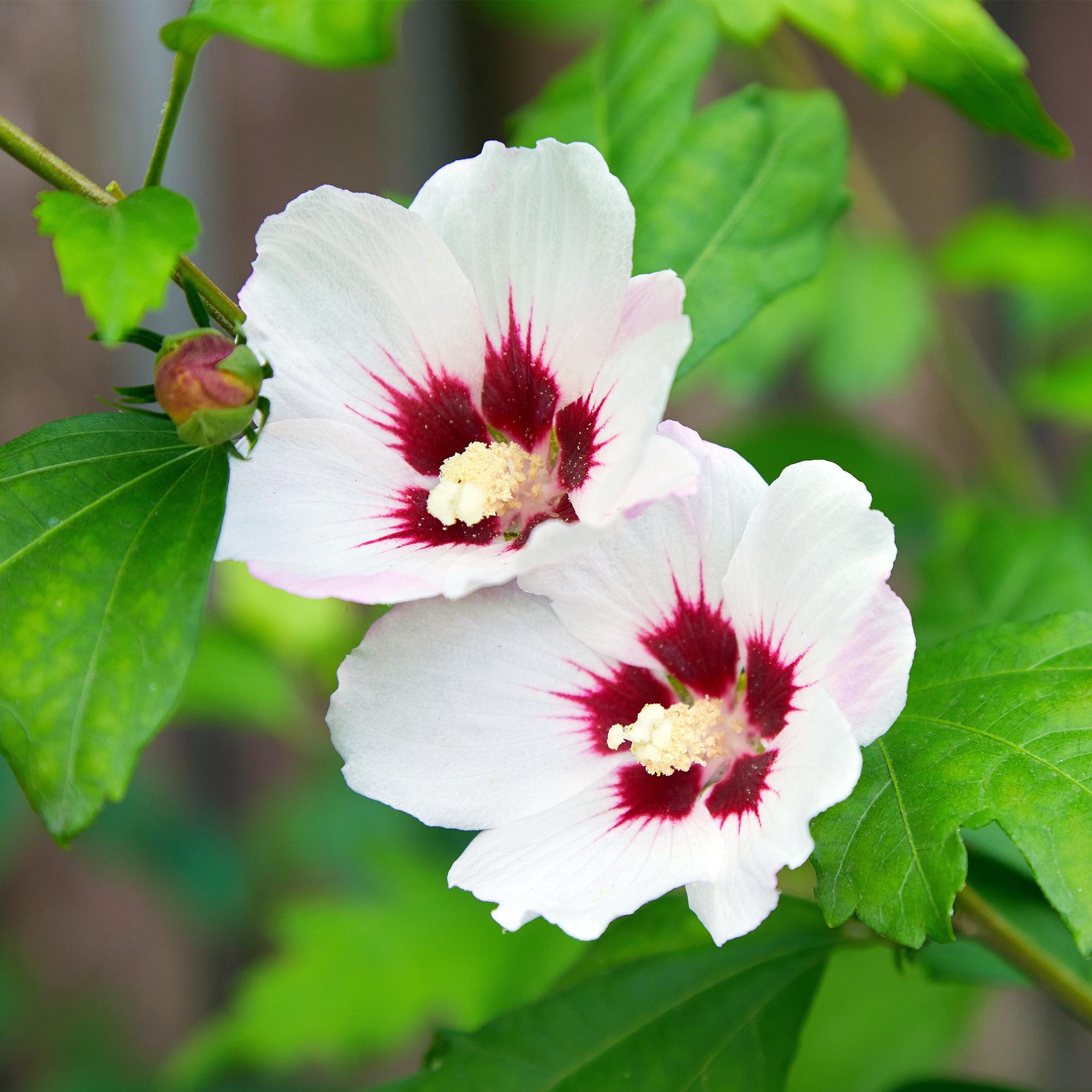 Hibiscus ‘Hamabo’ – laubabwerfend, hellrosa blühend, 17 cm Topf, 45 cm hoch - Green Guardia - Ihr Experte für Schädlinge und Pflanzen