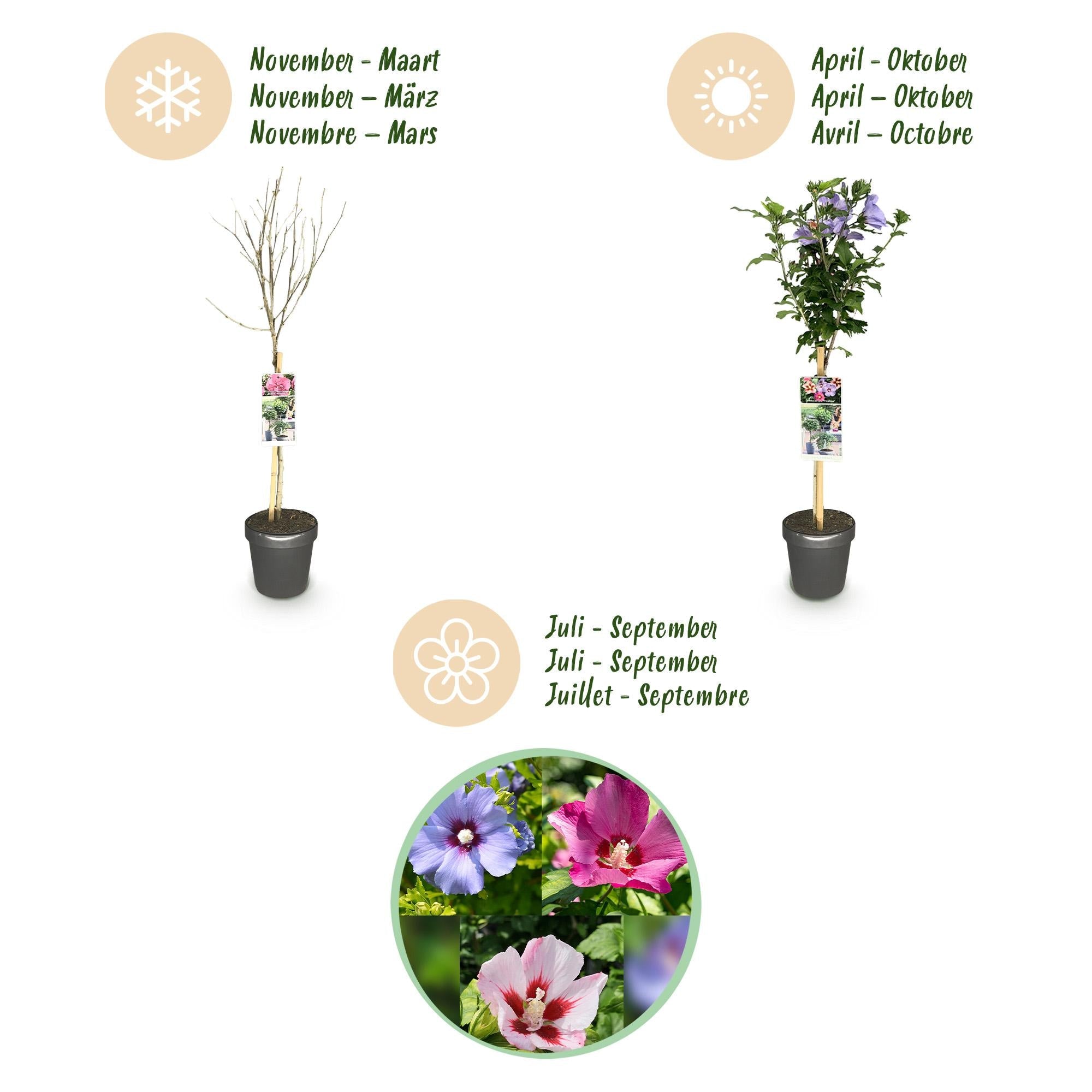 Hibiscus syriacus ‘Tricolour’ – Stämmchen für Terrasse und Garten, 19 cm Topf, 90 cm Höhe - Green Guardia - Ihr Experte für Schädlinge und Pflanzen