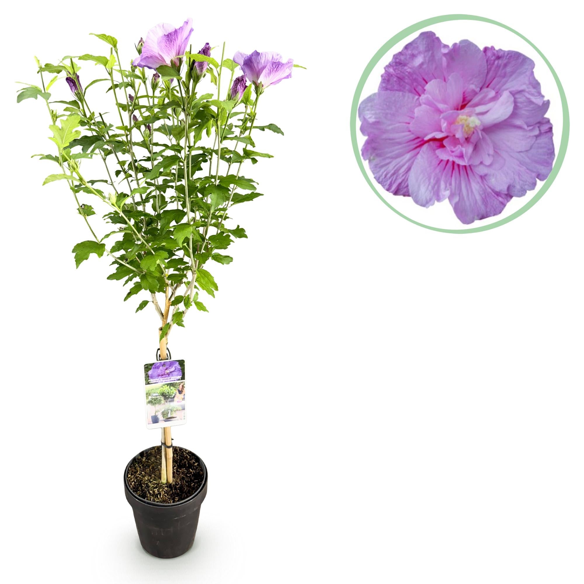 Hibiskus - Stamm ‘Lavender Chiffon’® – winterharte Terrassenpflanze, 19 cm Topf, 90 cm Höhe - Green Guardia - Ihr Experte für Schädlinge und Pflanzen