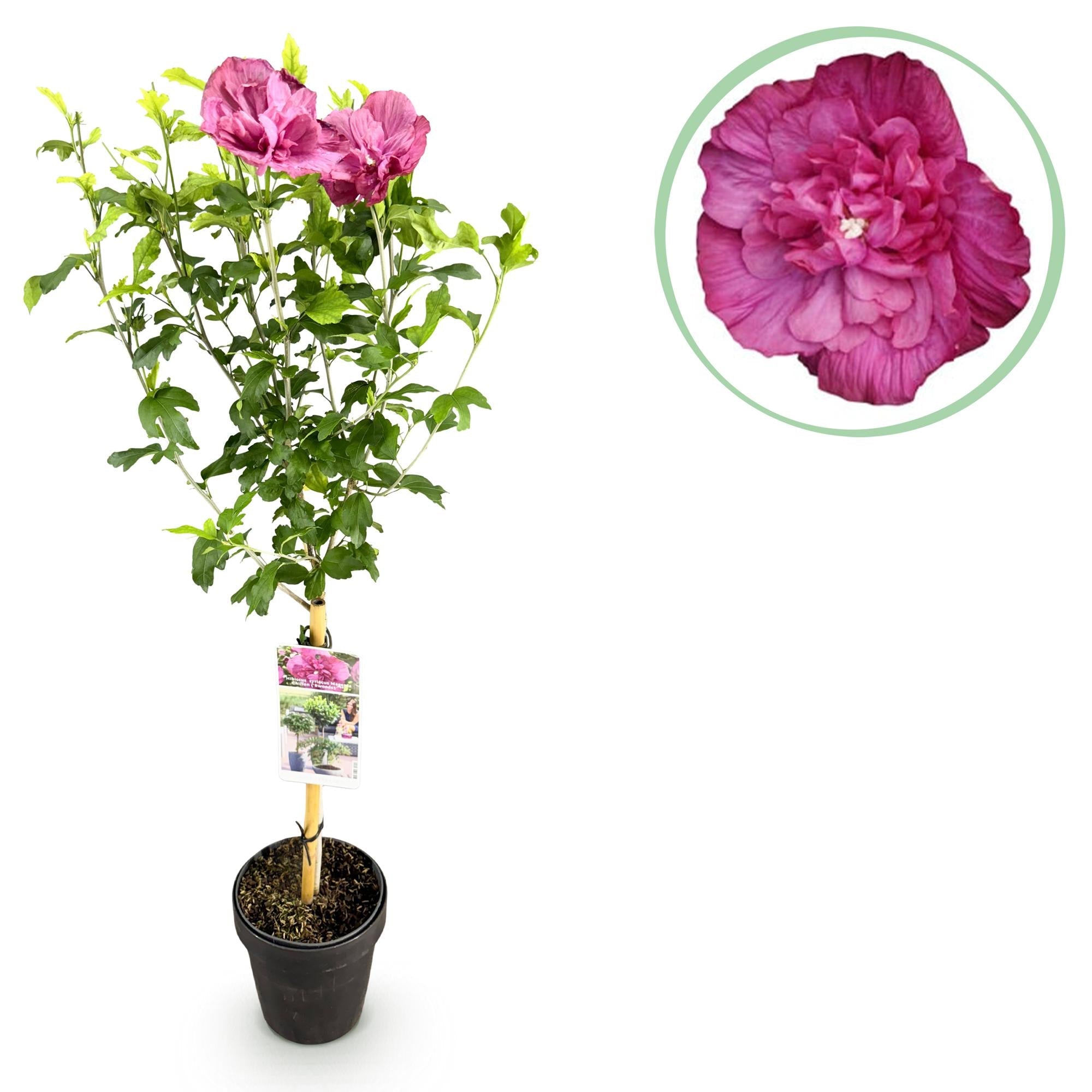 Hibiskus - Stamm ‘Magenta Chiffon’® – winterharte Terrassenpflanze, 19 cm Topf, 90 cm hoch - Green Guardia - Ihr Experte für Schädlinge und Pflanzen