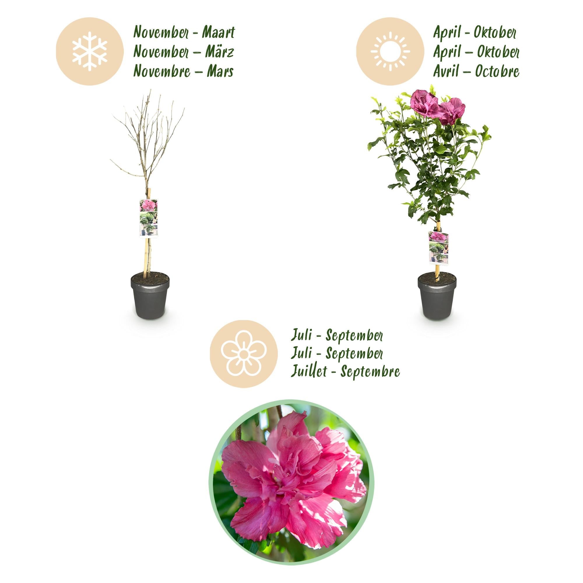 Hibiskus - Stamm ‘Magenta Chiffon’® – winterharte Terrassenpflanze, 19 cm Topf, 90 cm hoch - Green Guardia - Ihr Experte für Schädlinge und Pflanzen