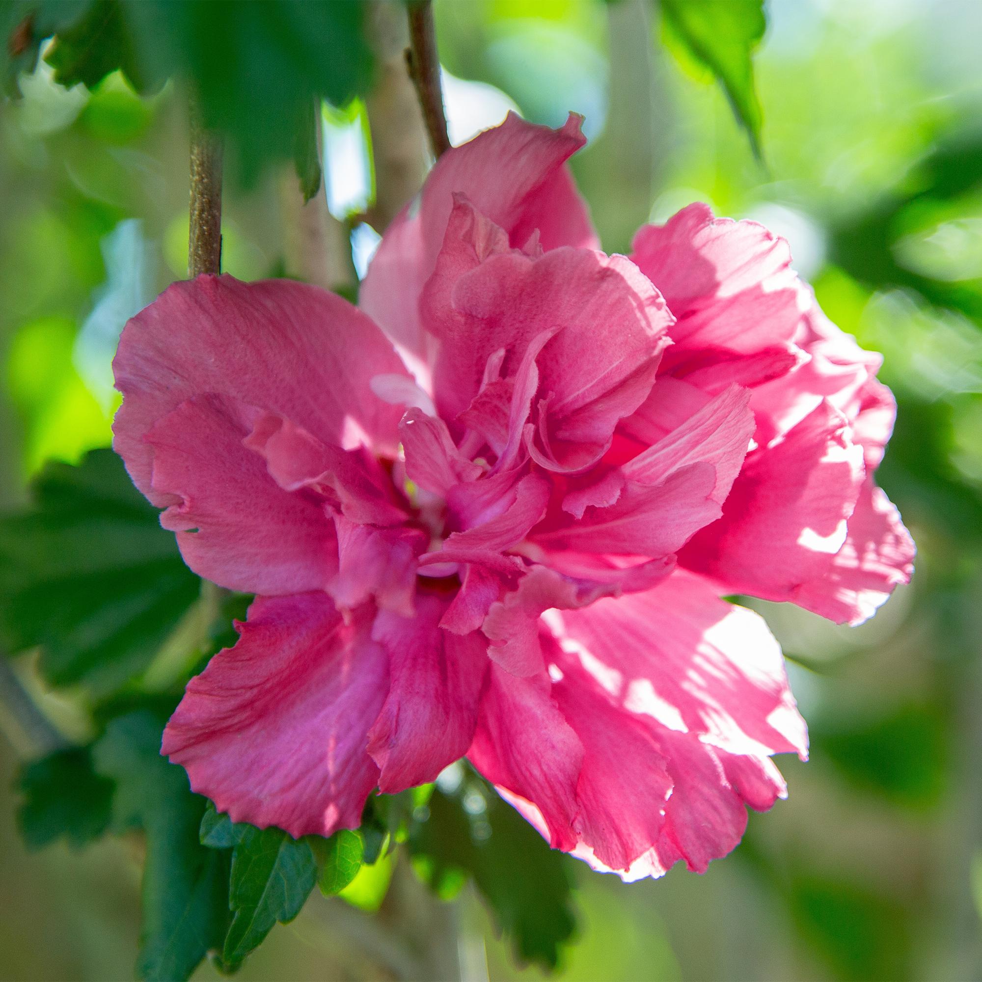 Hibiskus - Stamm ‘Magenta Chiffon’® – winterharte Terrassenpflanze, 19 cm Topf, 90 cm hoch - Green Guardia - Ihr Experte für Schädlinge und Pflanzen