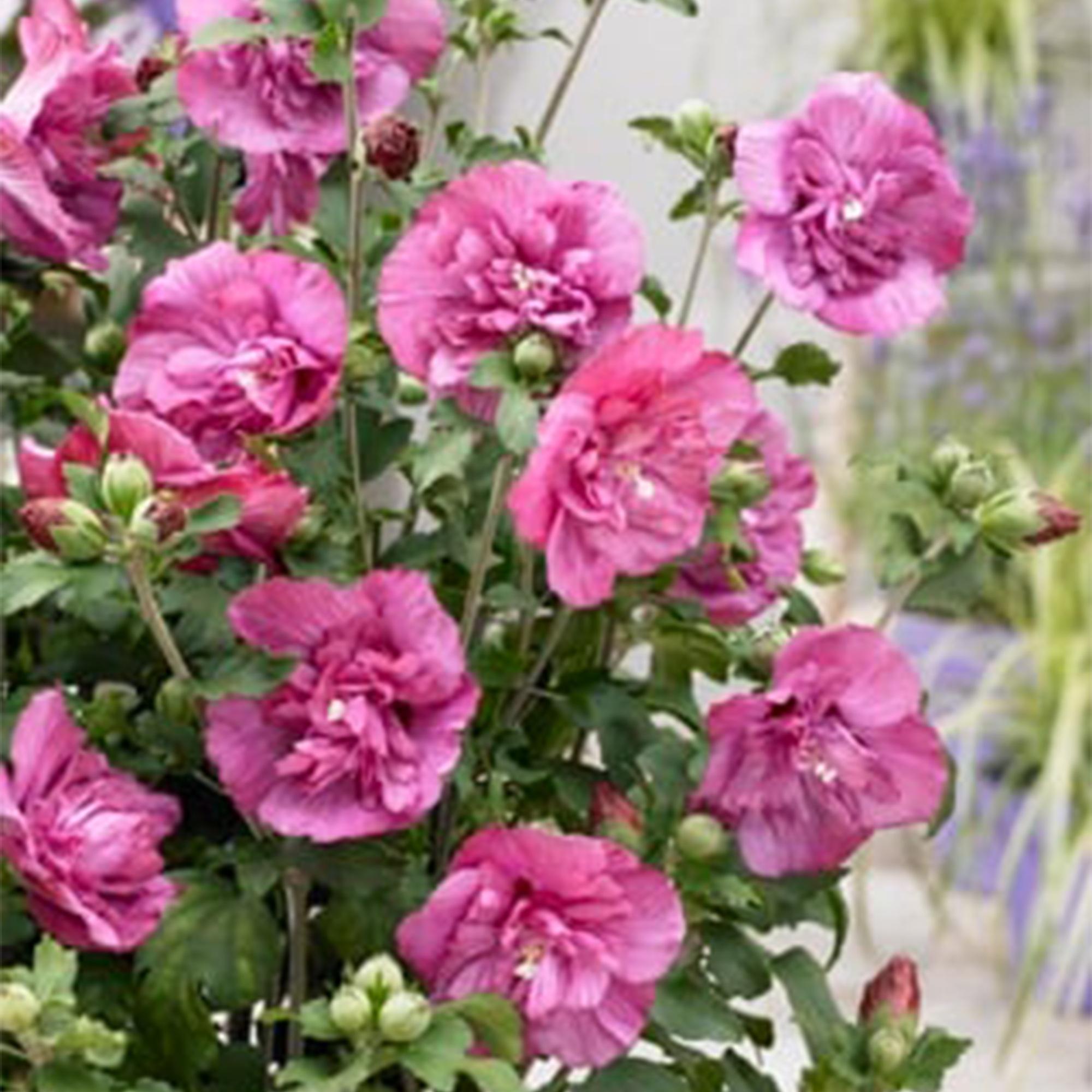 Hibiskus - Stamm ‘Magenta Chiffon’® – winterharte Terrassenpflanze, 19 cm Topf, 90 cm hoch - Green Guardia - Ihr Experte für Schädlinge und Pflanzen