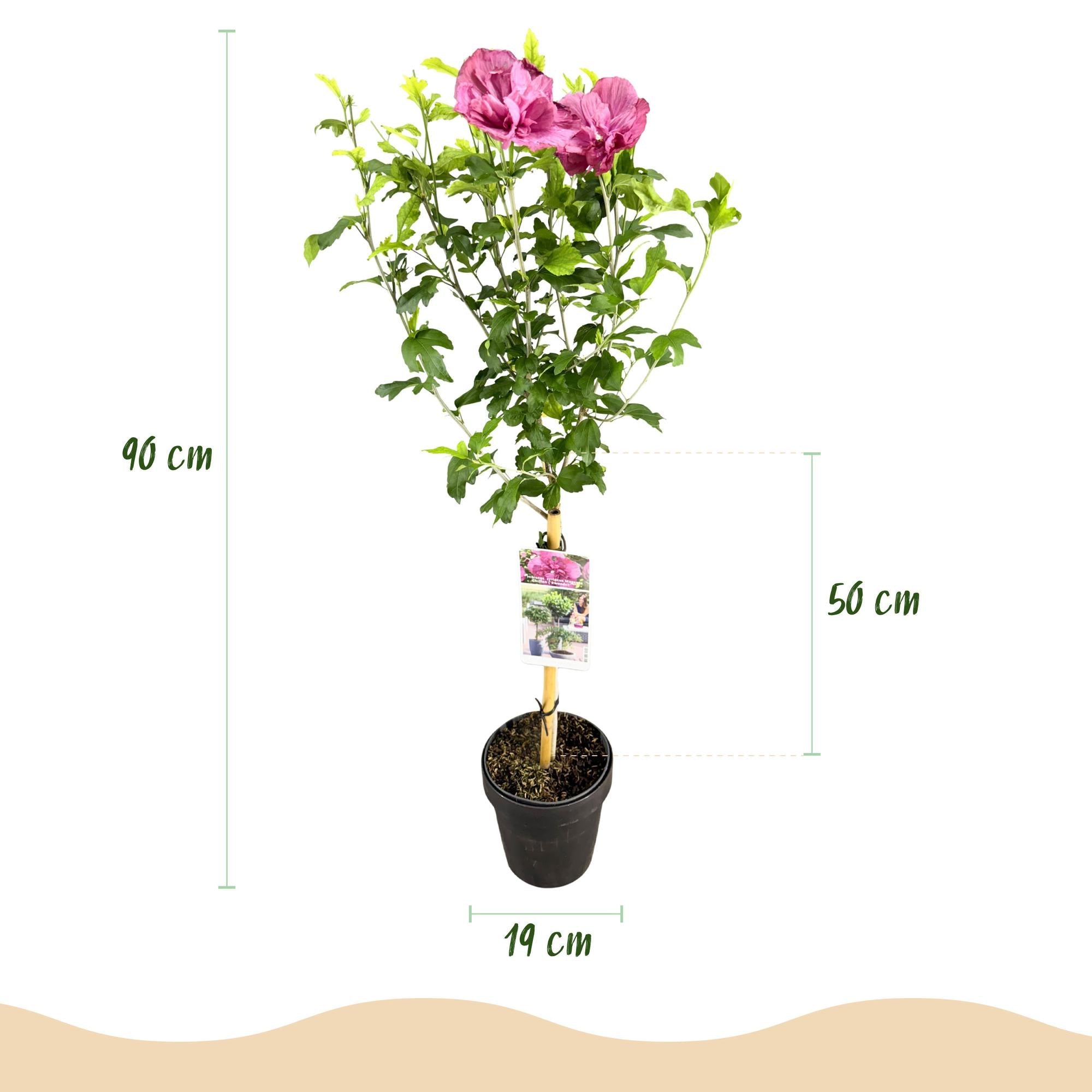 Hibiskus - Stamm ‘Magenta Chiffon’® – winterharte Terrassenpflanze, 19 cm Topf, 90 cm hoch - Green Guardia - Ihr Experte für Schädlinge und Pflanzen