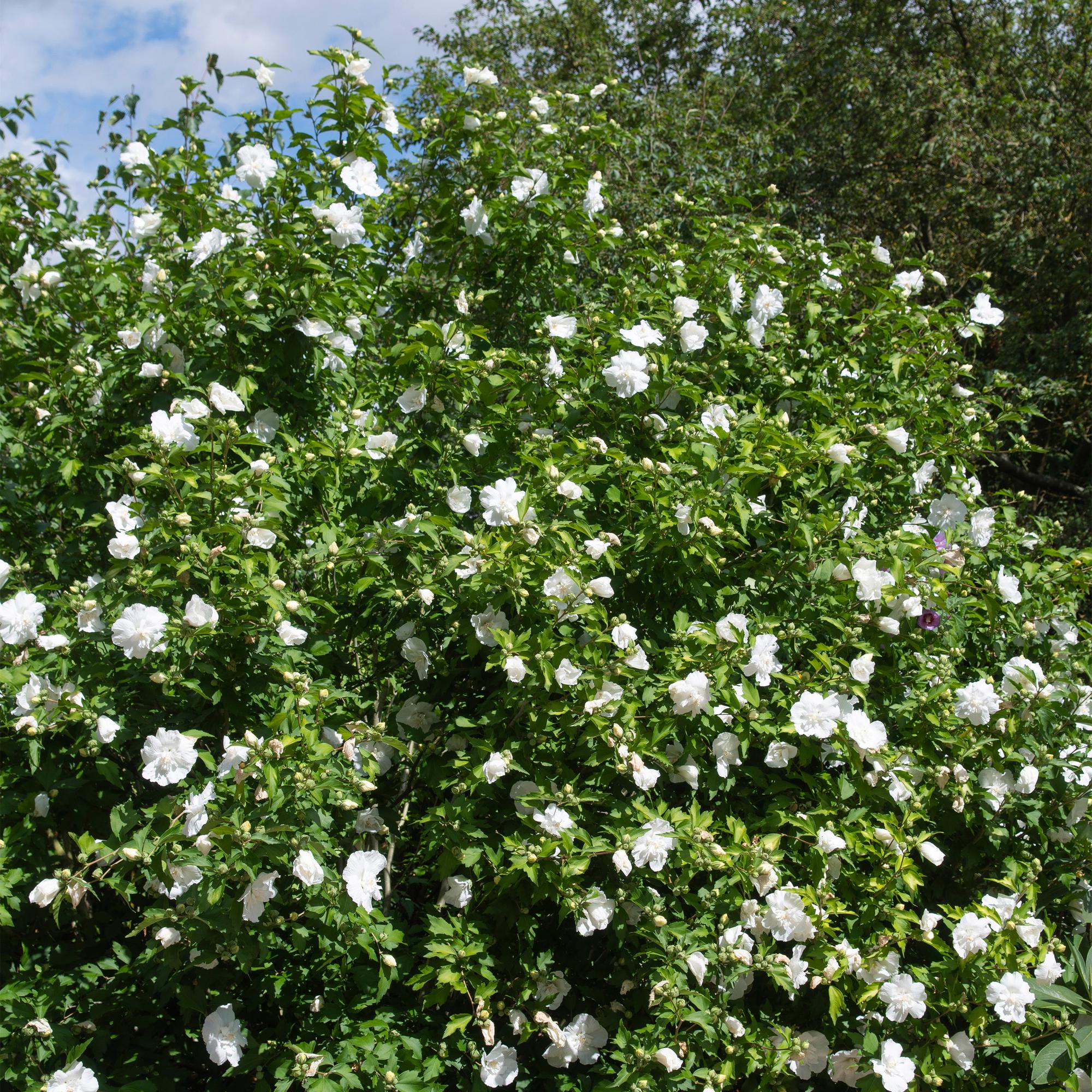 Hibiskus - Stammpflanze ‘White Chiffon’® – winterhart, weiße Blüte, 19 cm Topf, 90 cm - Green Guardia - Ihr Experte für Schädlinge und Pflanzen