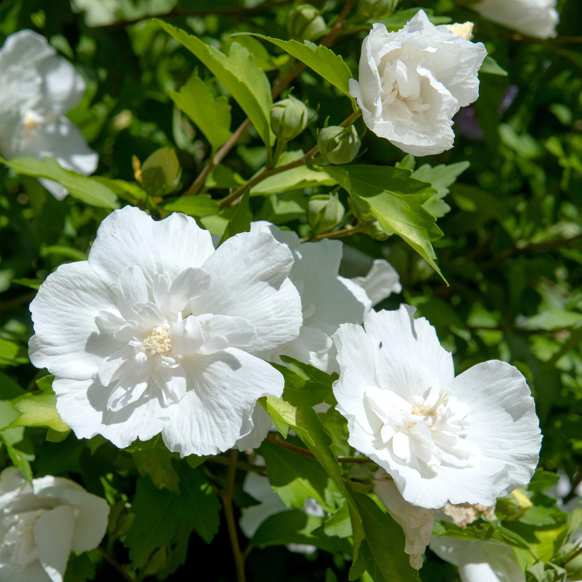 Hibiskus - Stammpflanze ‘White Chiffon’® – winterhart, weiße Blüte, 19 cm Topf, 90 cm - Green Guardia - Ihr Experte für Schädlinge und Pflanzen
