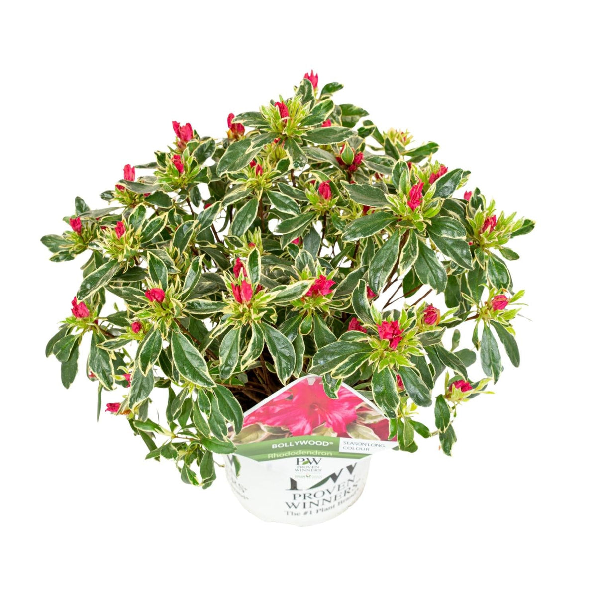 Hododendron 'Bollywood'  evergreen, 19 cm pot, 30 cm height