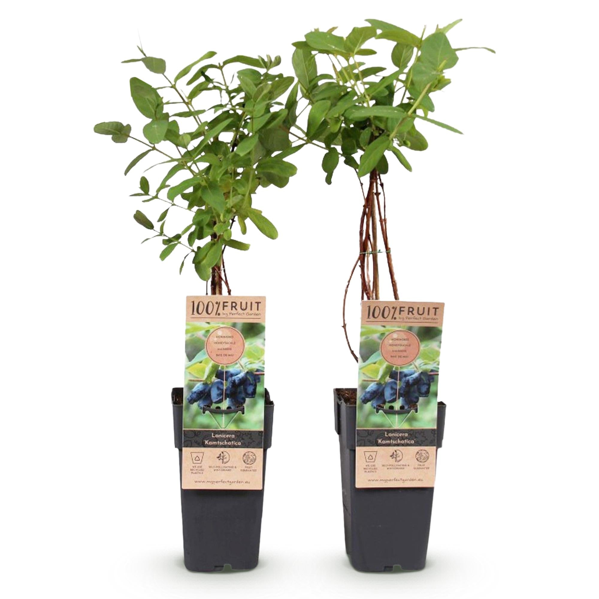 Honigbeere (Lonicera caerulea ‘Kamchatika’) – 2 Pflanzen, 15 cm Topf, 50 cm hoch - Green Guardia - Ihr Experte für Schädlinge und Pflanzen