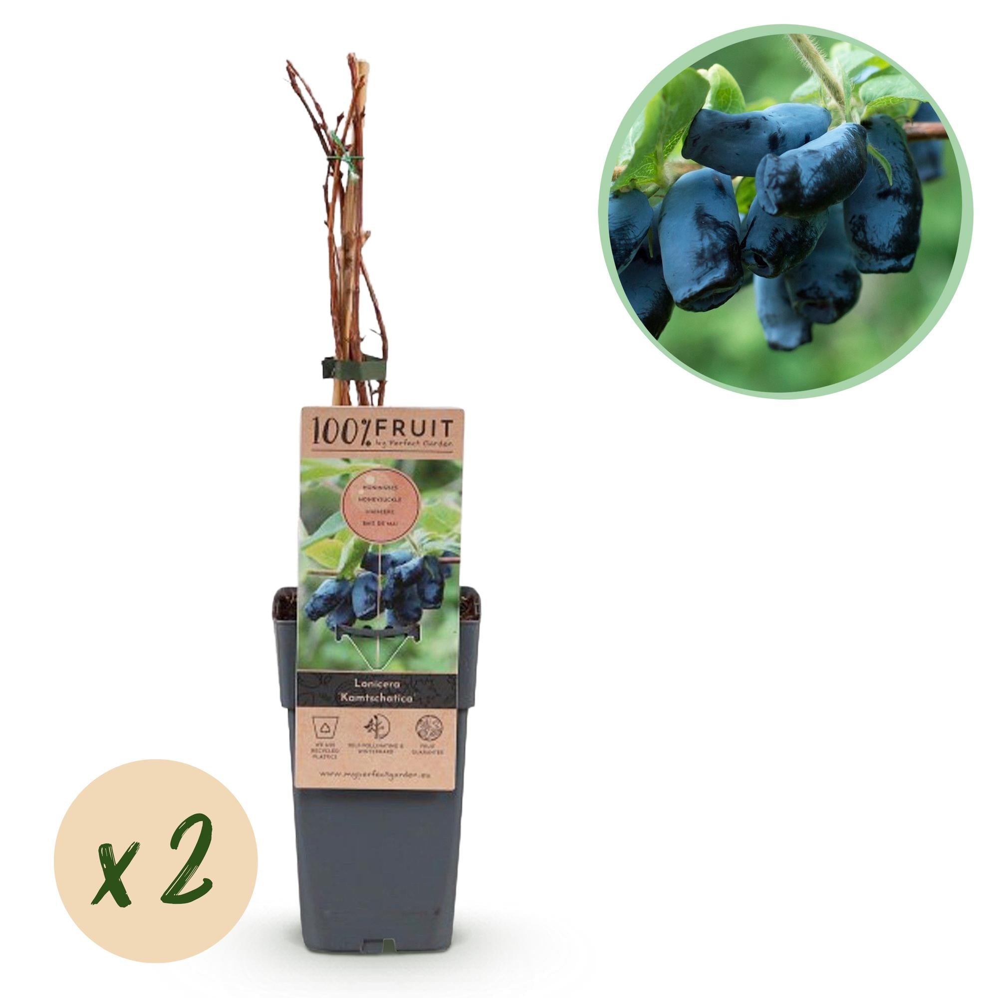 Honigbeere (Lonicera caerulea ‘Kamchatika’) – 2 Pflanzen, 15 cm Topf, 50 cm hoch - Green Guardia - Ihr Experte für Schädlinge und Pflanzen
