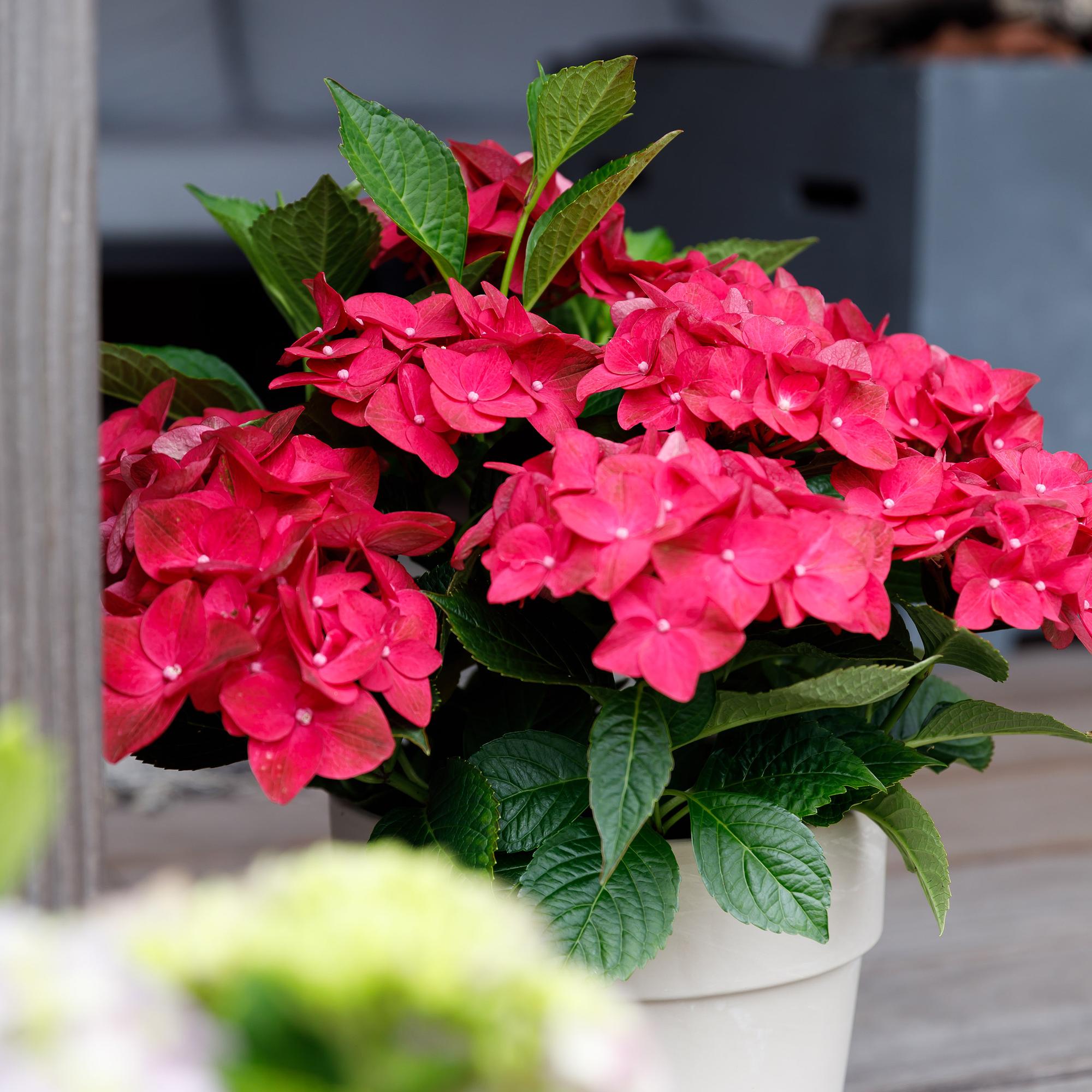 Hortensie Magical Tuesday & Sapphire – rot, 6–10 Blüten, 23 cm Topf, 55 cm hoch - Green Guardia - Ihr Experte für Schädlinge und Pflanzen