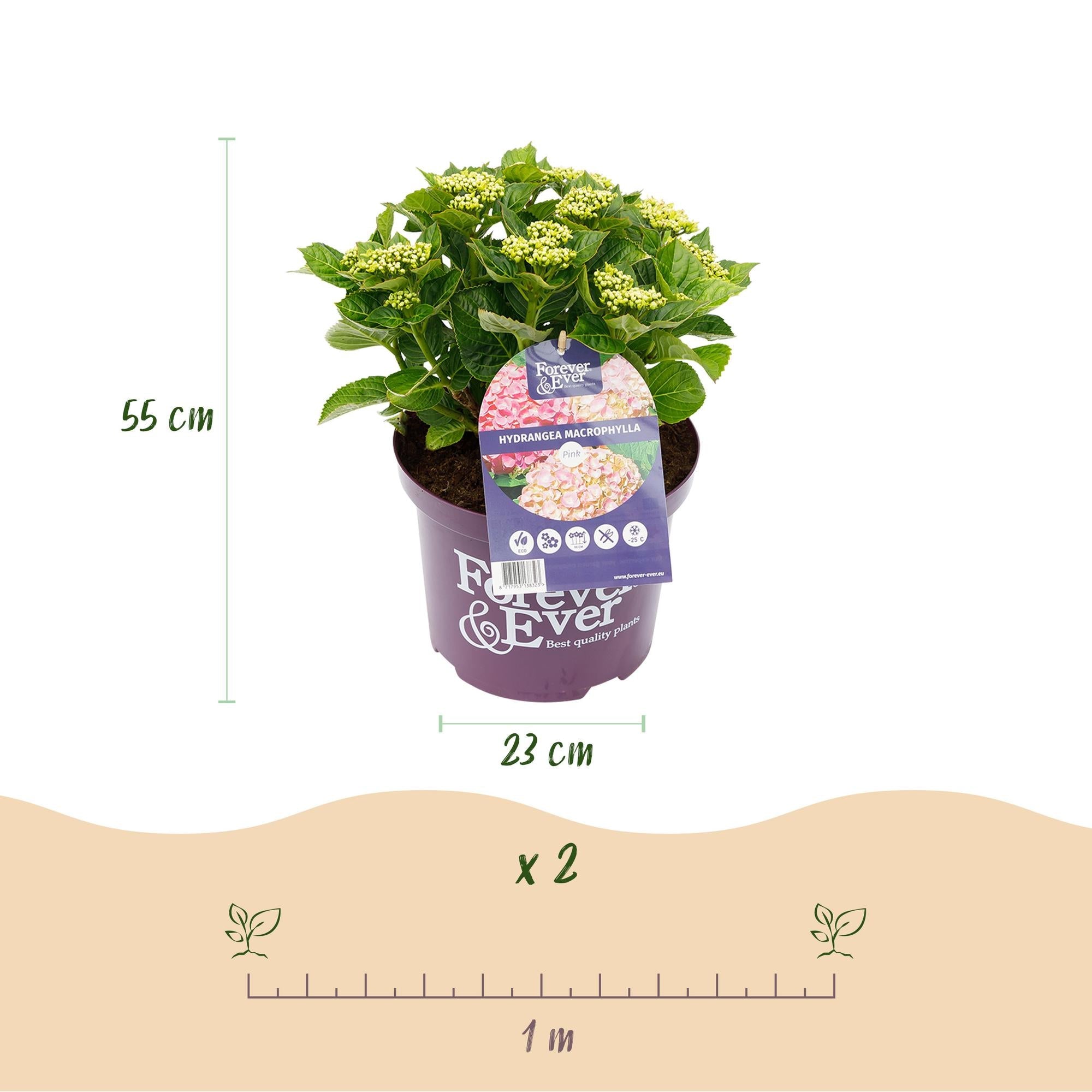 Hortensie Rosa ‘Forever & Ever’ – 7–12 Blüten, 23 cm Topf, 55 cm hoch - Green Guardia - Ihr Experte für Schädlinge und Pflanzen