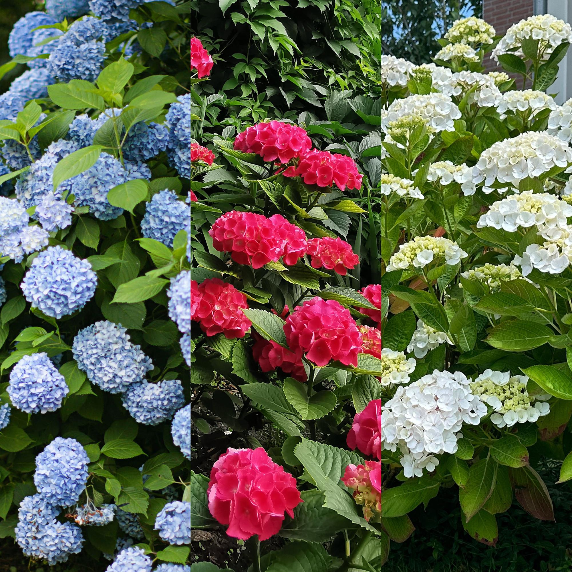 Hortensie ‘Tricolour’ – Dreifarbige Blüte, 3er - Set, pflegeleicht, Topf 17 cm, 30 cm hoch - Green Guardia - Ihr Experte für Schädlinge und Pflanzen
