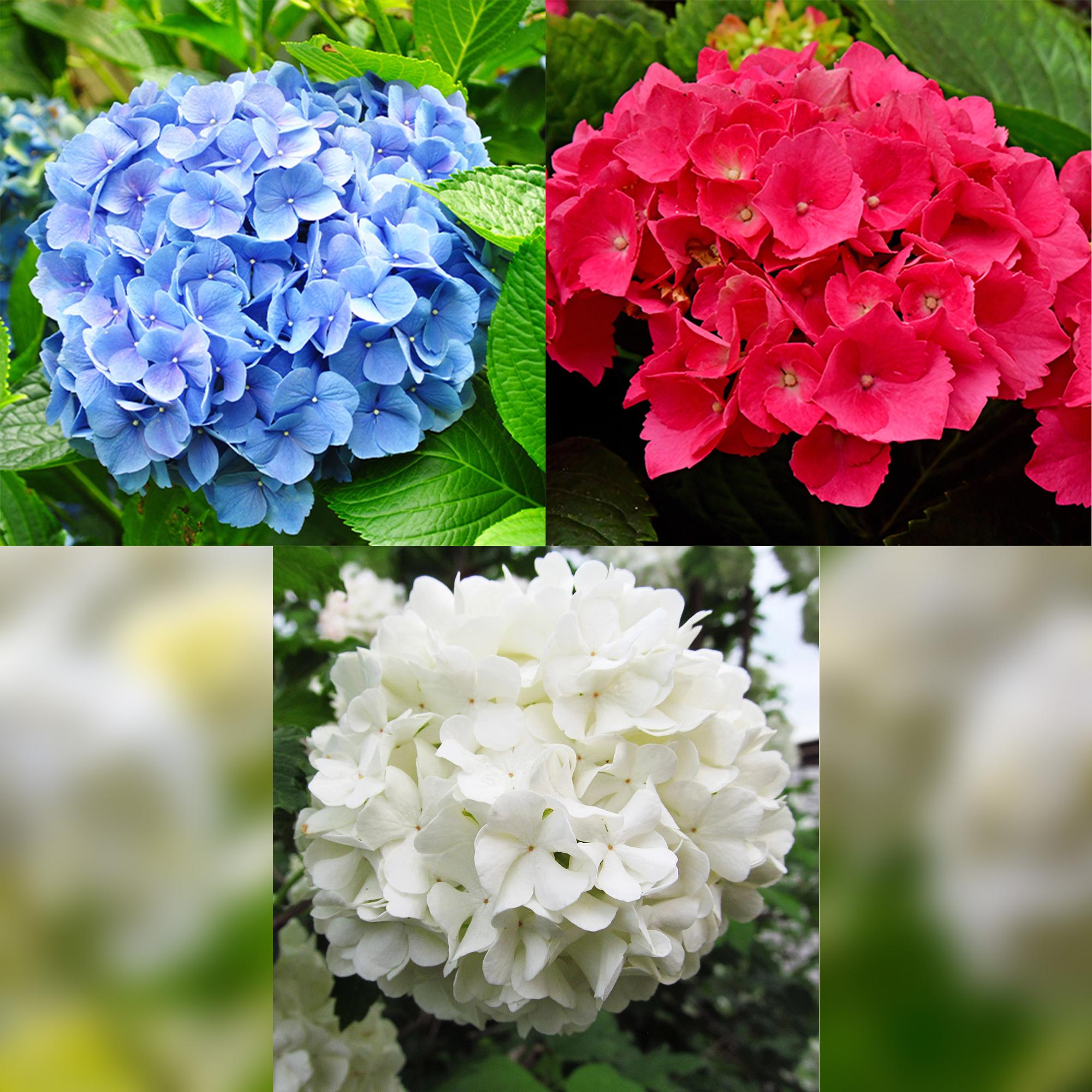 Hortensie ‘Tricolour’ – Dreifarbige Blüte, 3er - Set, pflegeleicht, Topf 17 cm, 30 cm hoch - Green Guardia - Ihr Experte für Schädlinge und Pflanzen