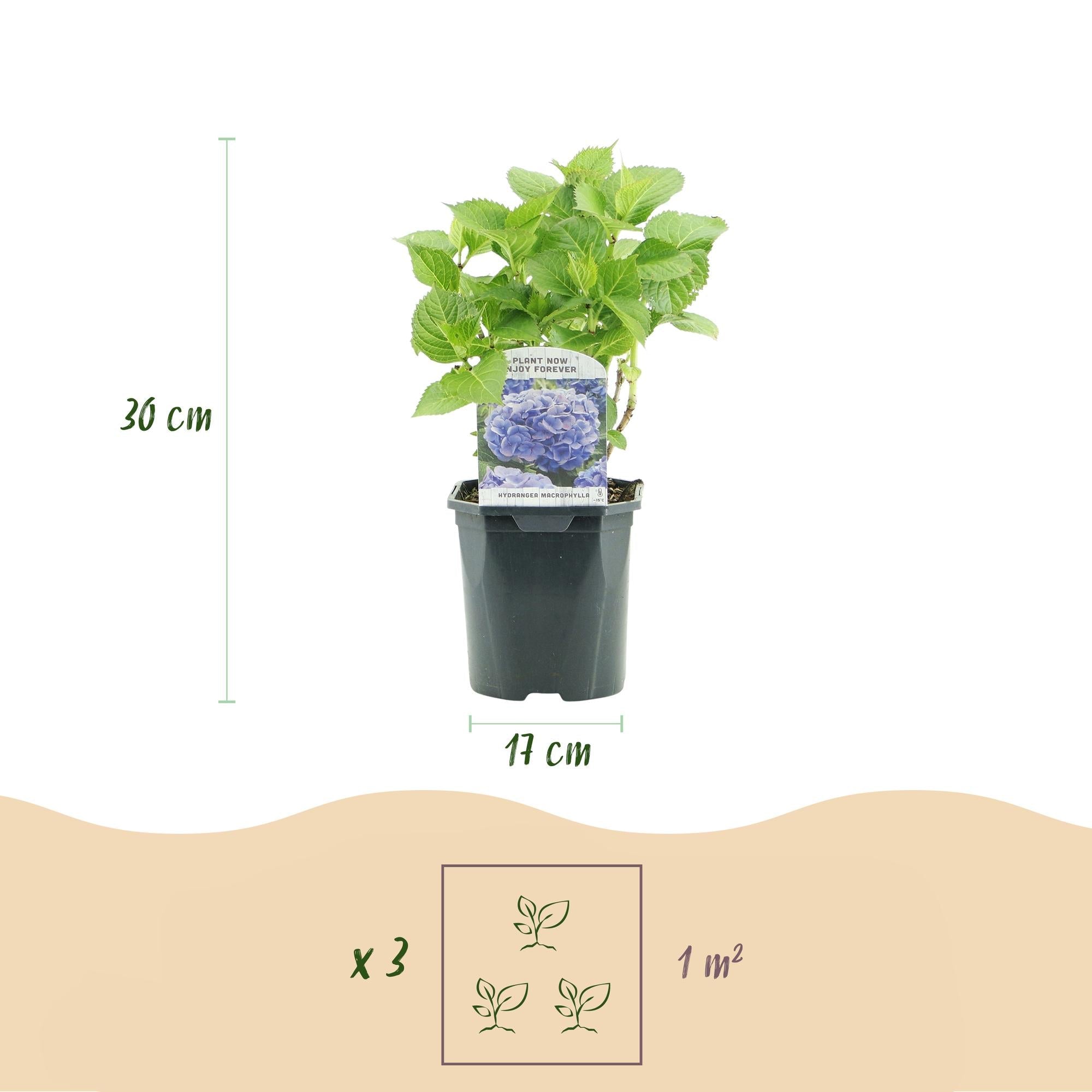 Hortensie ‘Tricolour’ – Dreifarbige Blüte, 3er - Set, pflegeleicht, Topf 17 cm, 30 cm hoch - Green Guardia - Ihr Experte für Schädlinge und Pflanzen