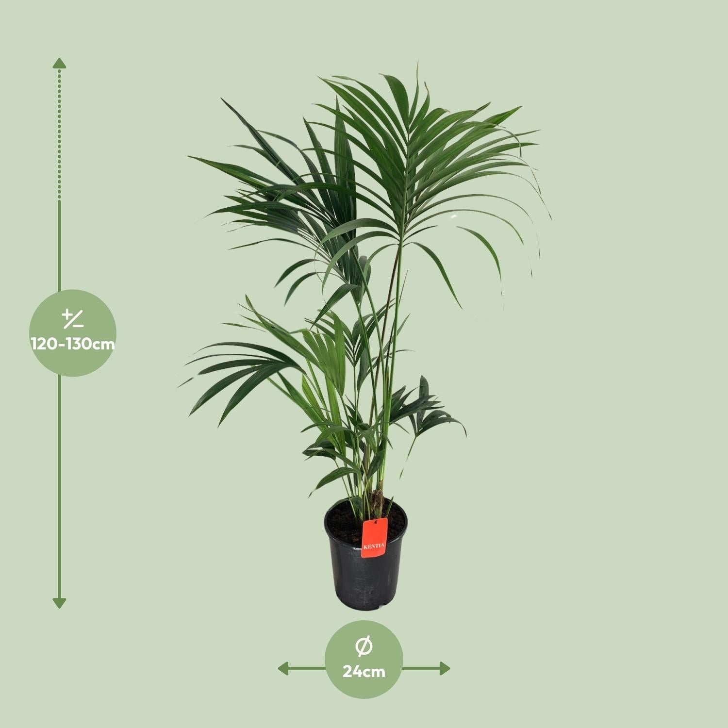 Howea forsteriana – Kentia Palm – różne rozmiary – od doniczki 21 cm