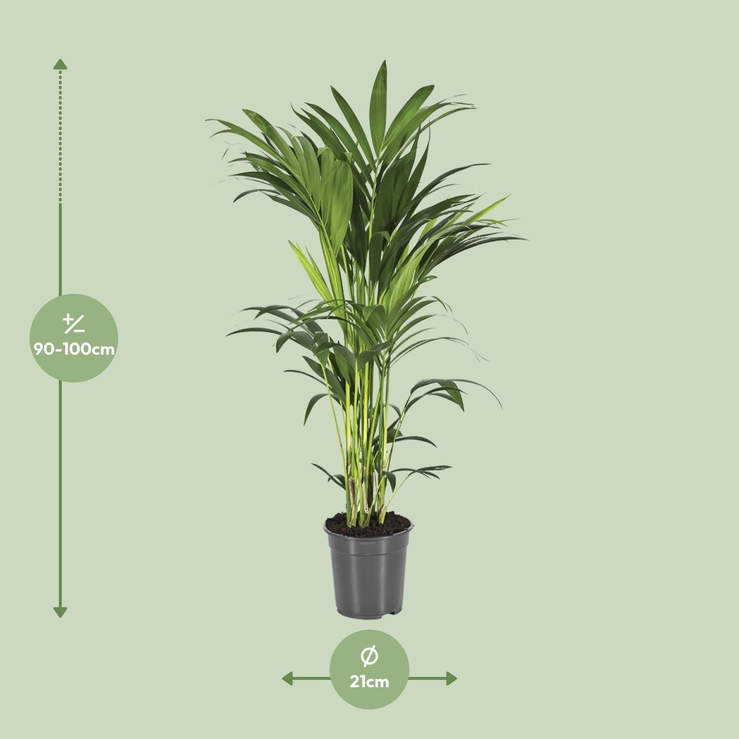 Howea forsteriana – Kentia - Palme – verschiedene Größen – ab 21 cm Topf - Green Guardia - Ihr Experte für Schädlinge und Pflanzen