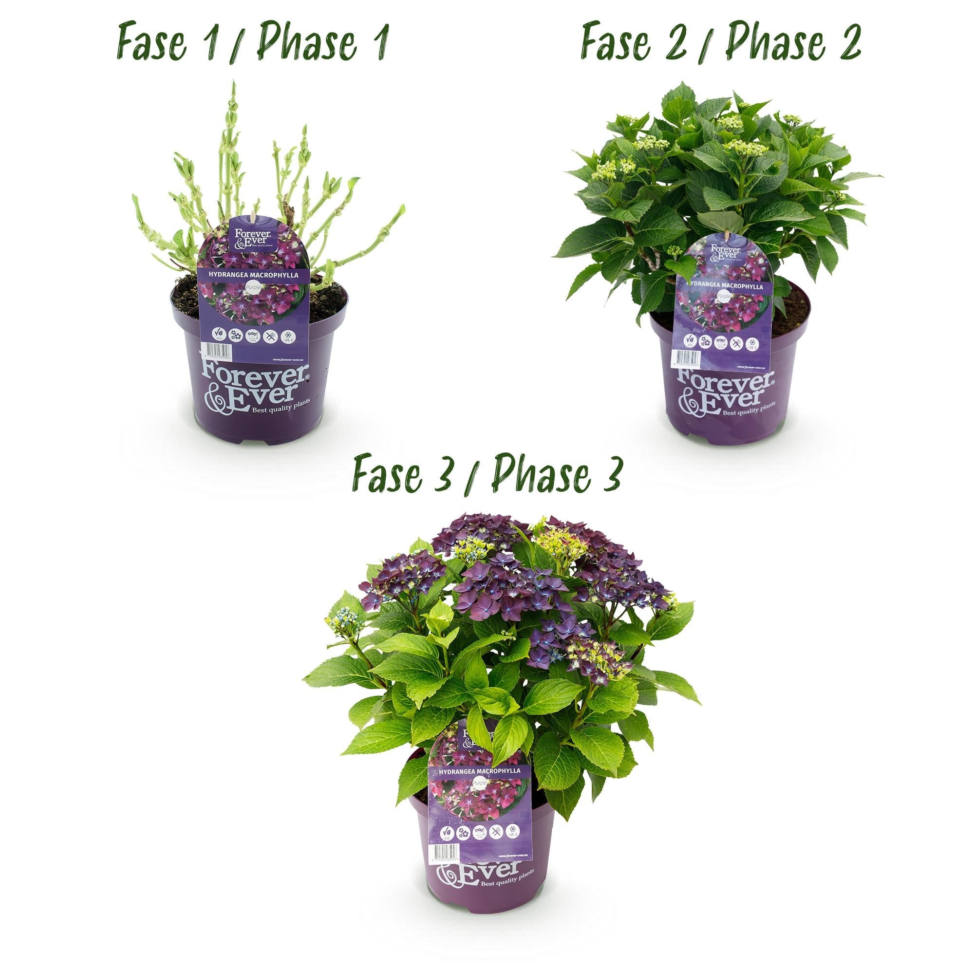 Hydrangea ‘Forever & Ever’ Lila – Hortensie, 7–12 Blüten – 23 cm Topf, 55 cm hoch - Green Guardia - Ihr Experte für Schädlinge und Pflanzen